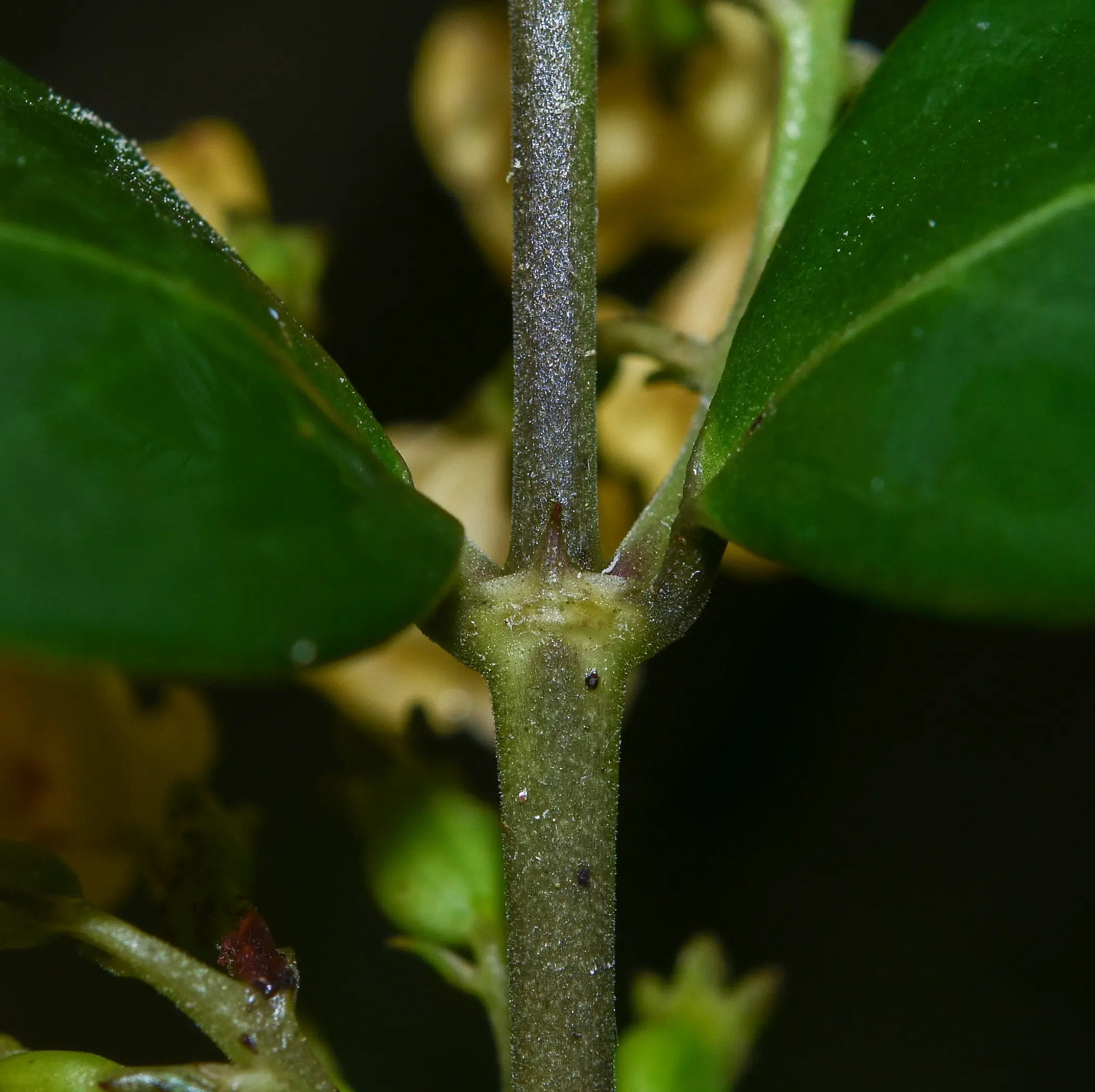 Chiococca alba (L.) Hitchc.