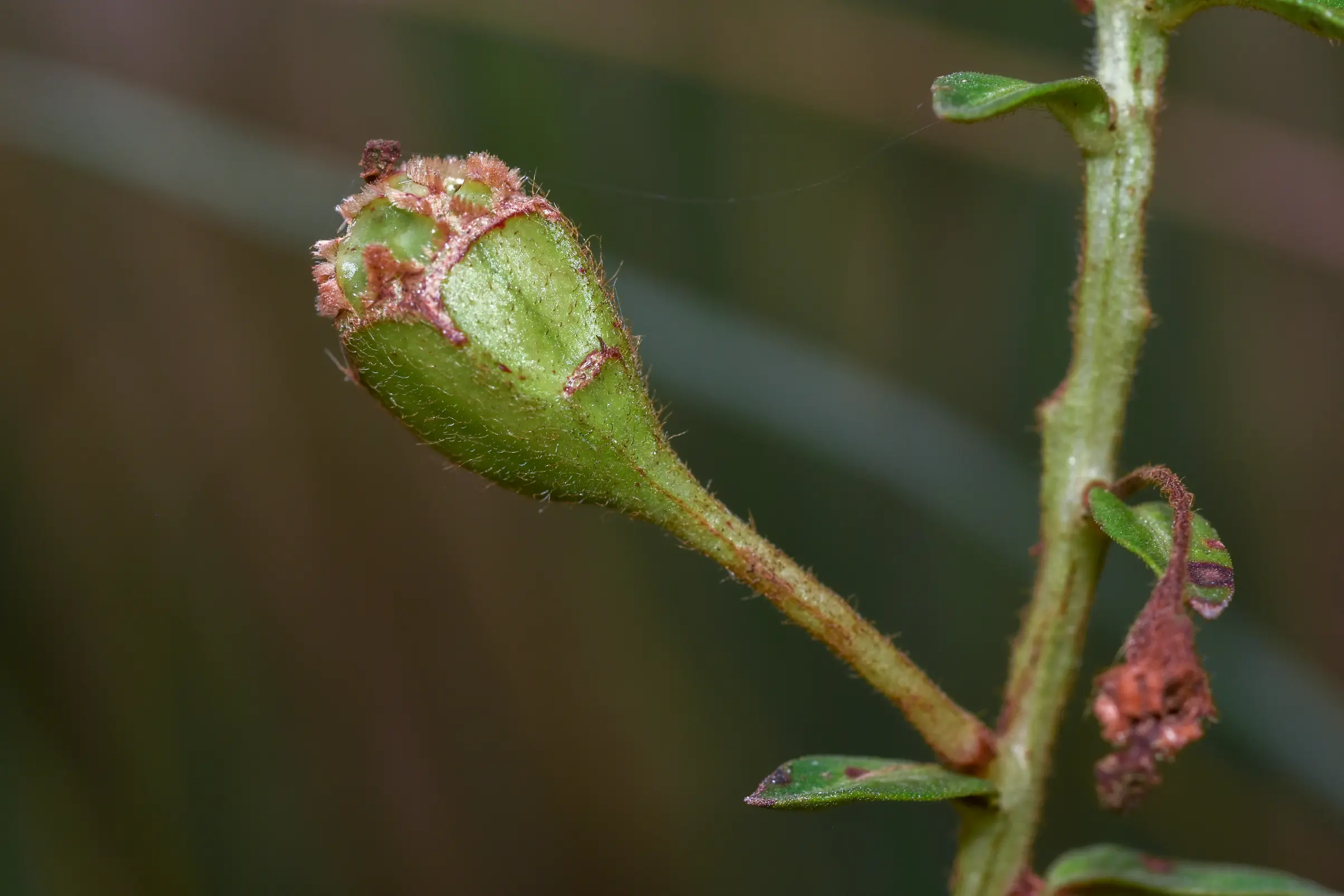 Ludwigia multinervia (Hook. & Arn.) Ramamoorthy