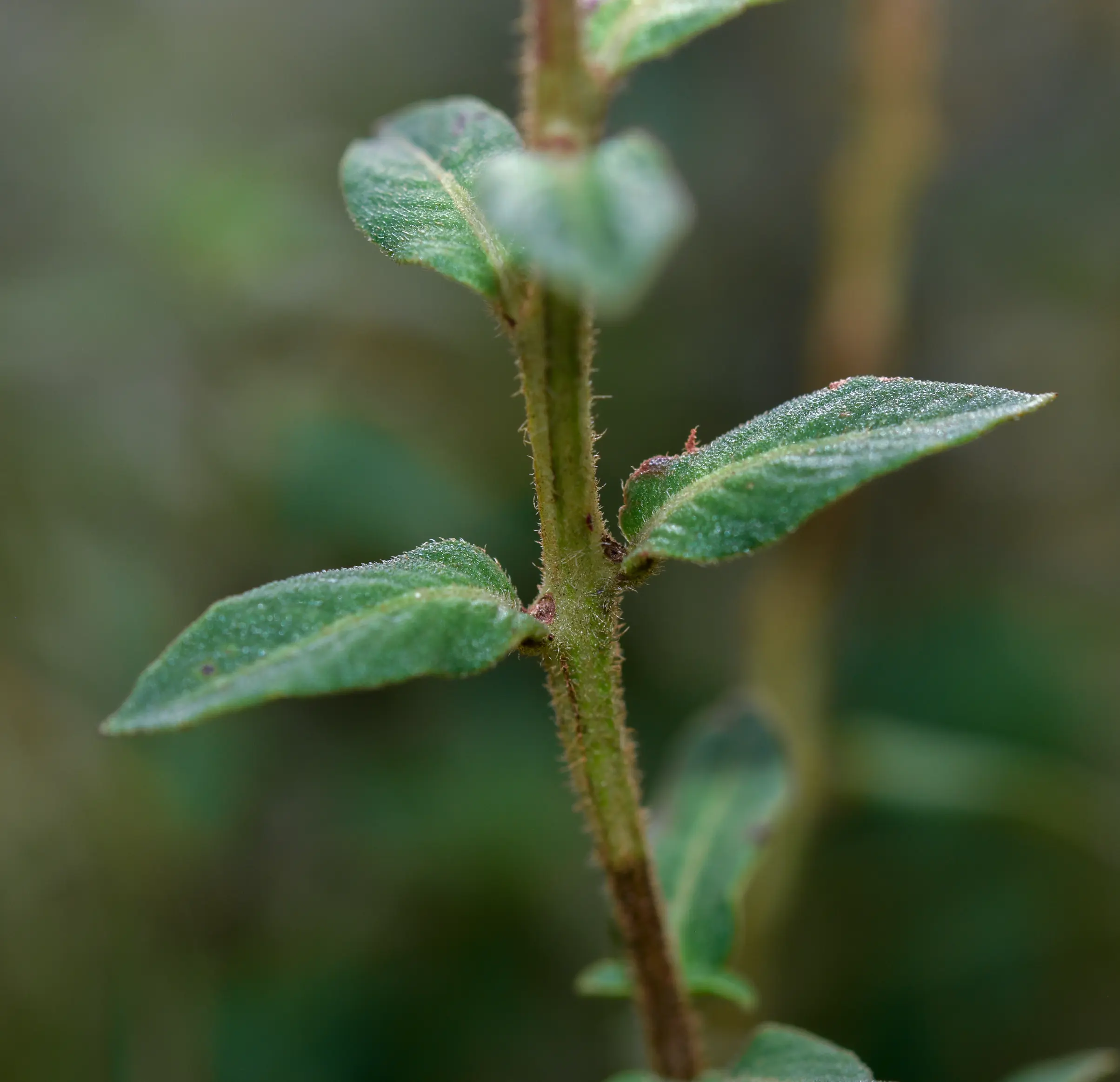Ludwigia multinervia (Hook. & Arn.) Ramamoorthy
