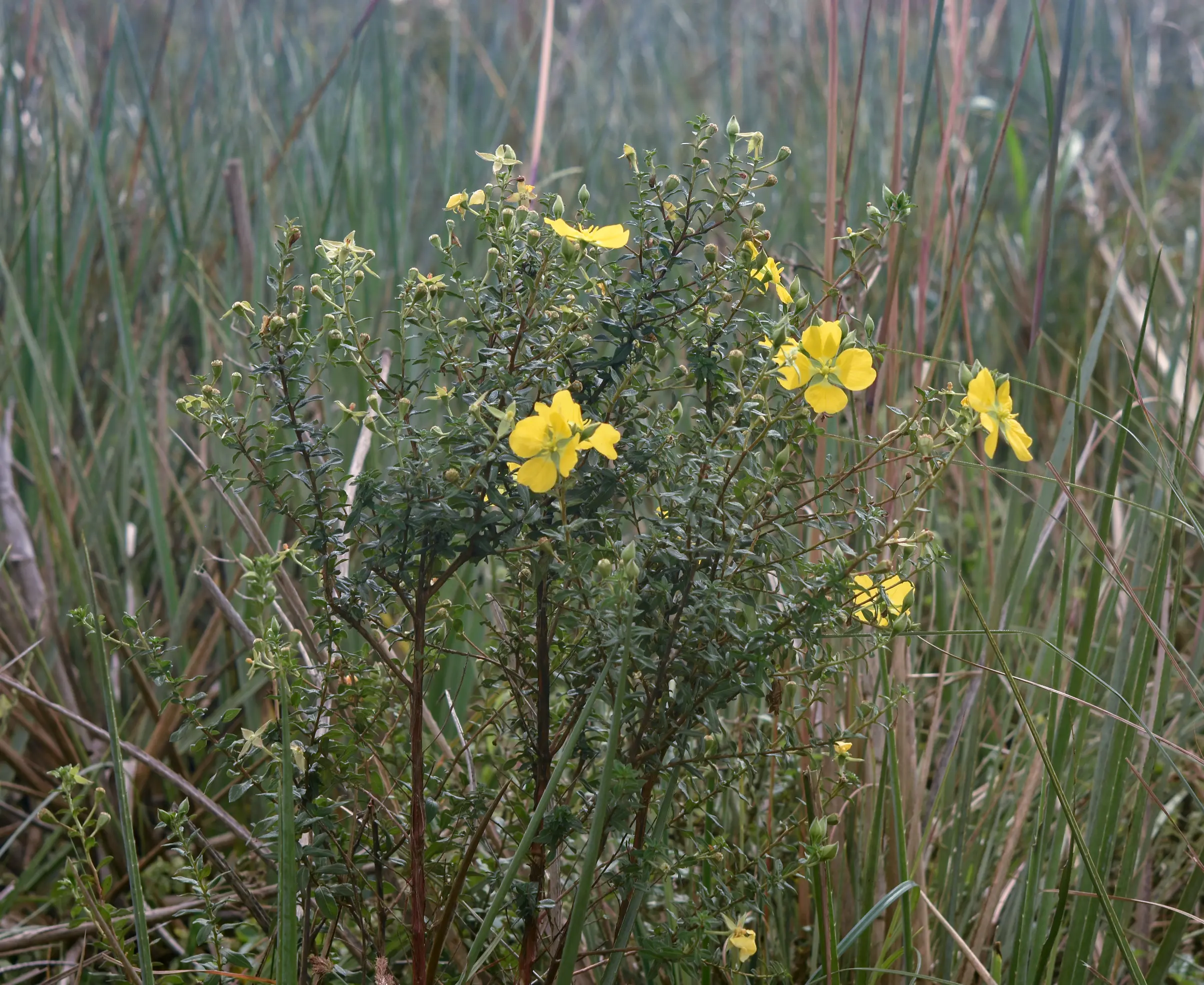 Ludwigia multinervia (Hook. & Arn.) Ramamoorthy
