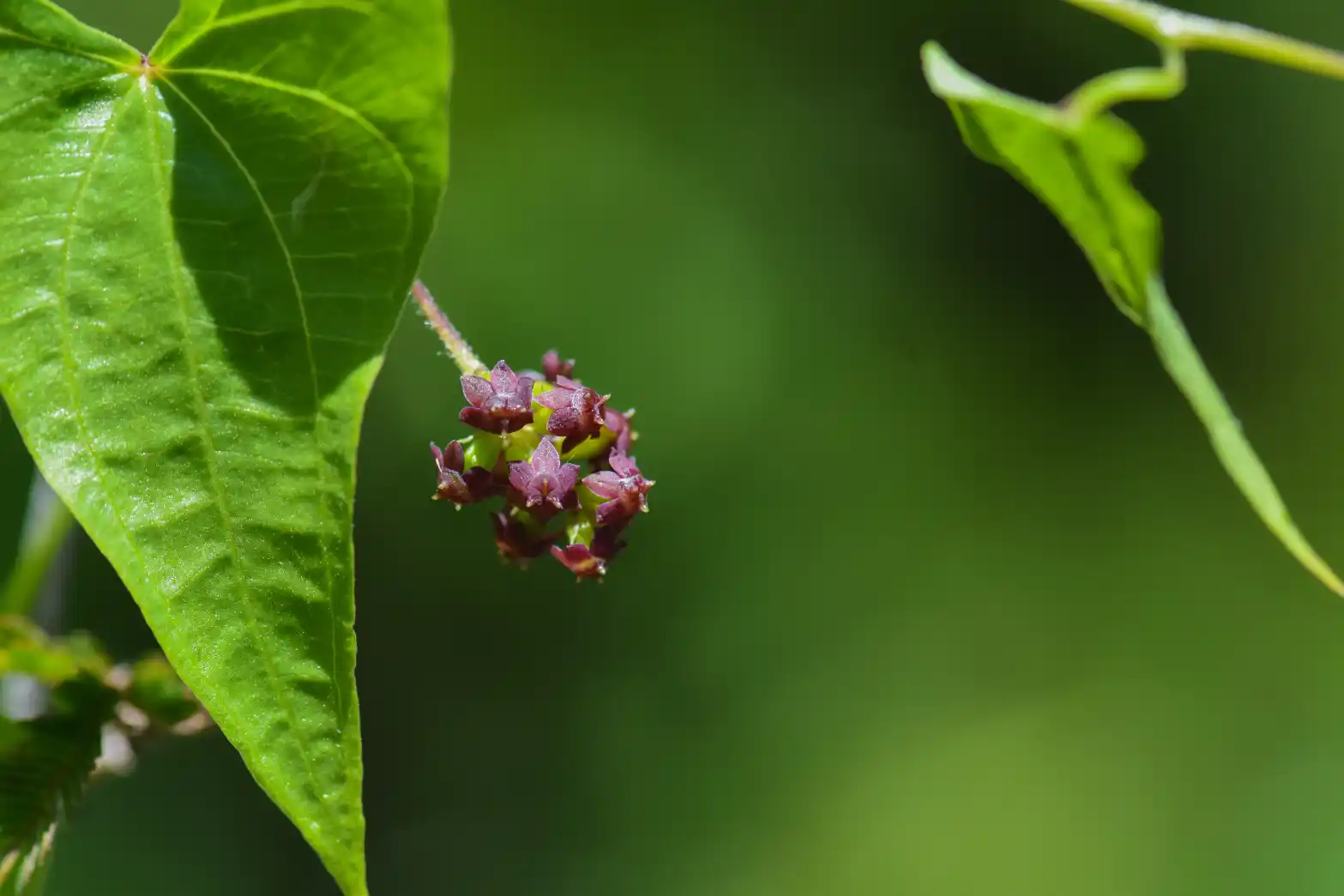 Dioscorea cienegensis R.Knuth