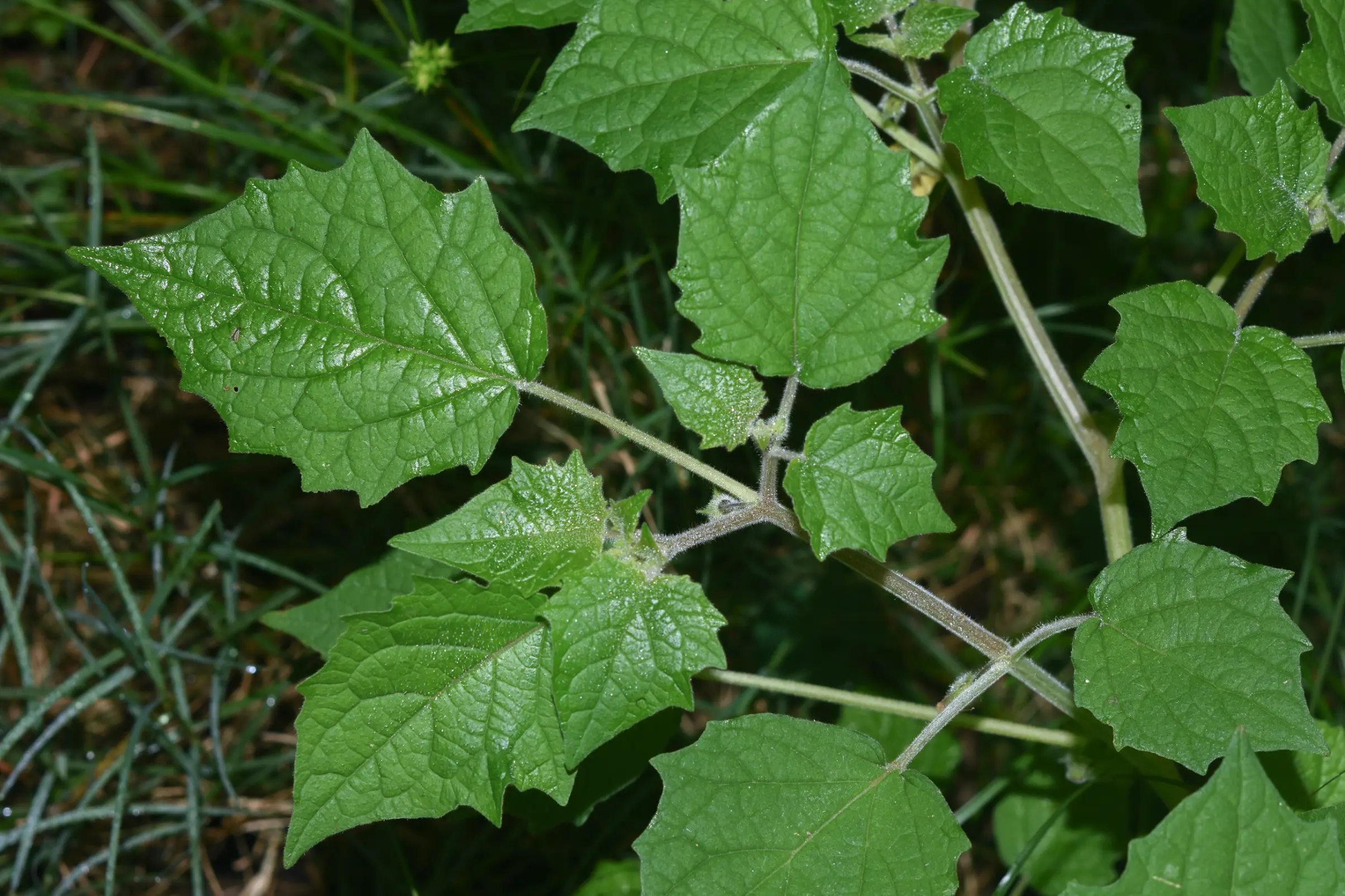 Physalis pubescens L.