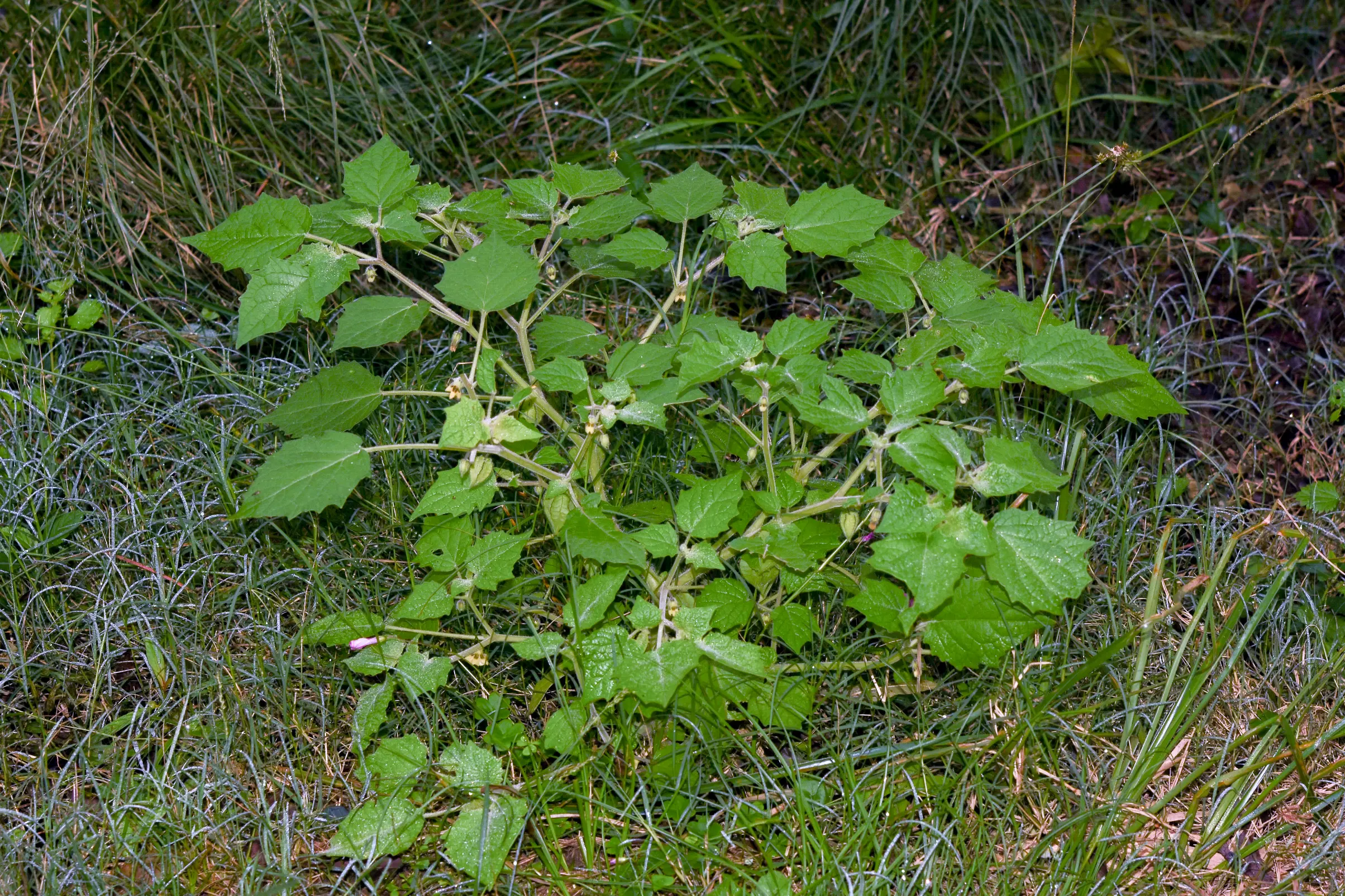 Physalis pubescens L.