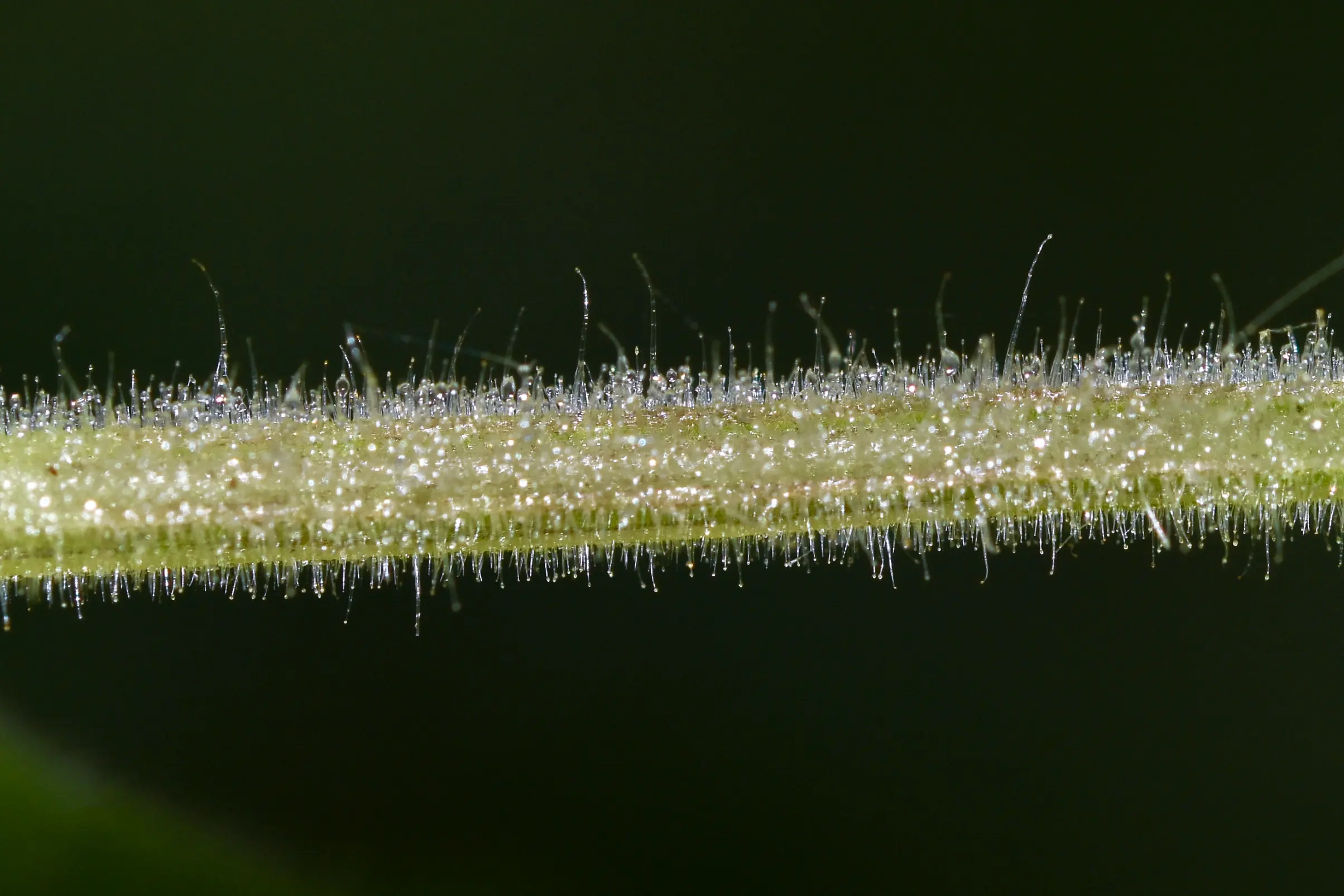 Physalis pubescens L.