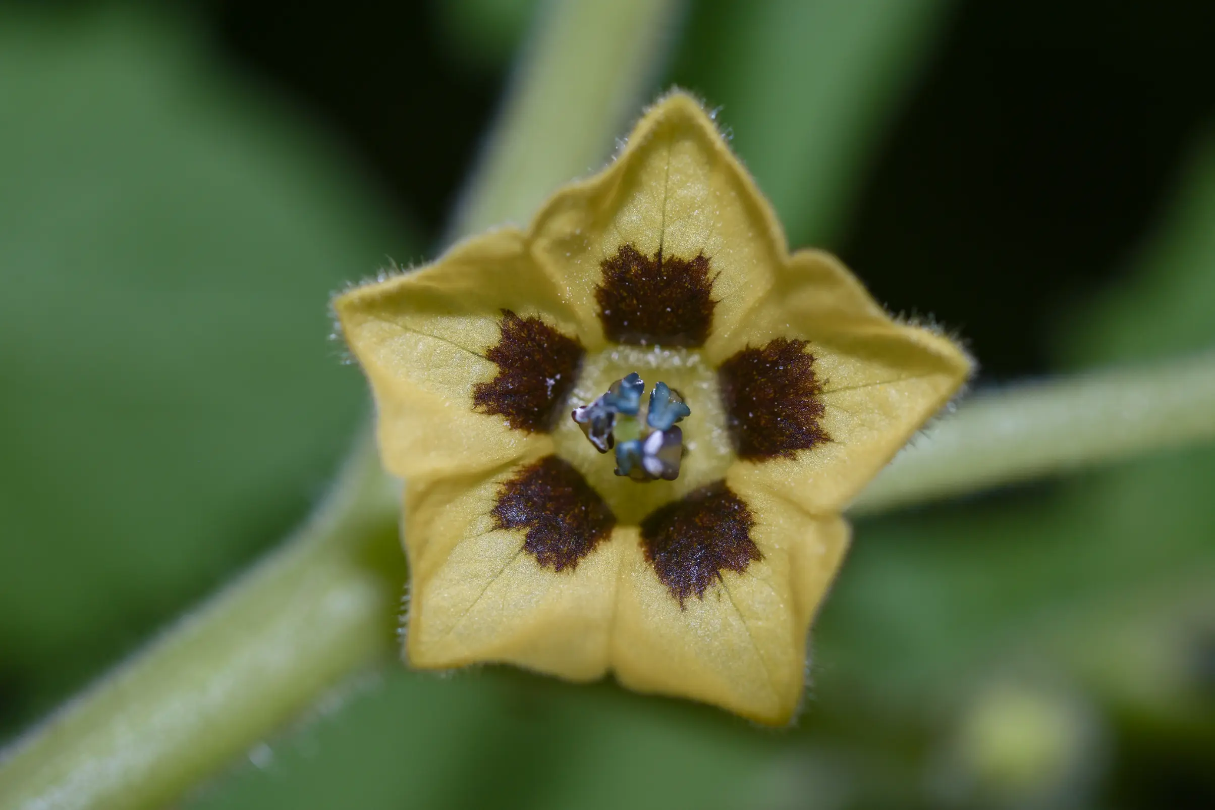 Physalis pubescens L.