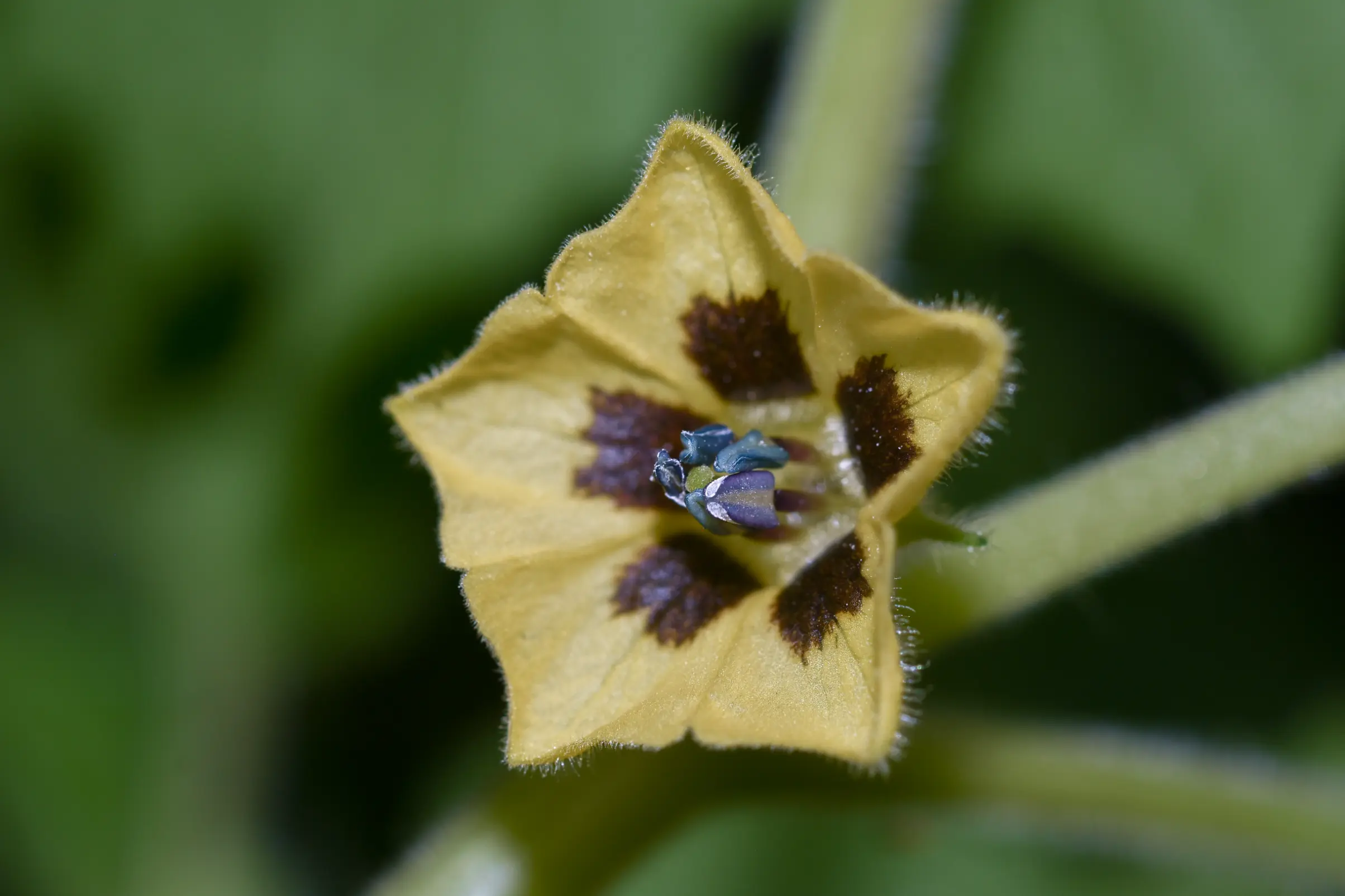 Physalis pubescens L.