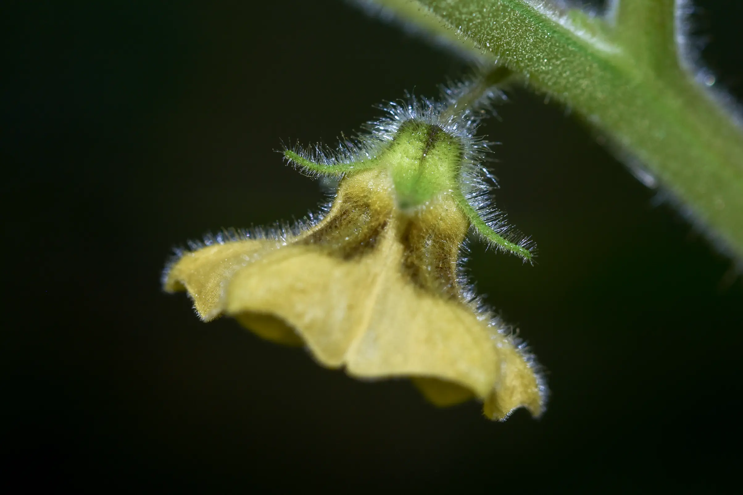 Physalis pubescens L.
