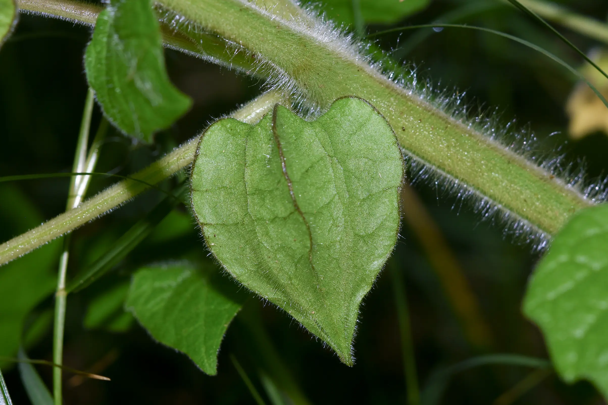Physalis pubescens L.