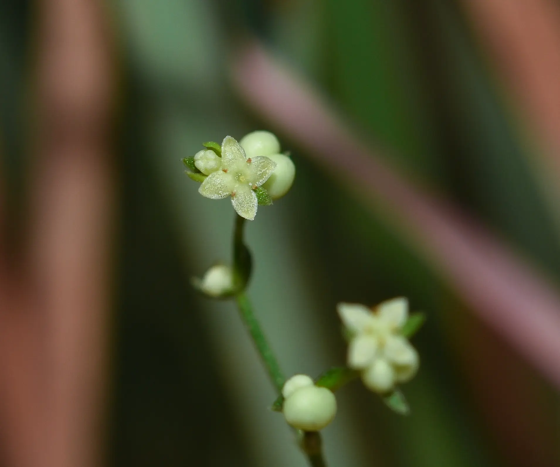 Trichogalium equisetoides (Cham. & Schltdl.) Kadereit & Schneew.