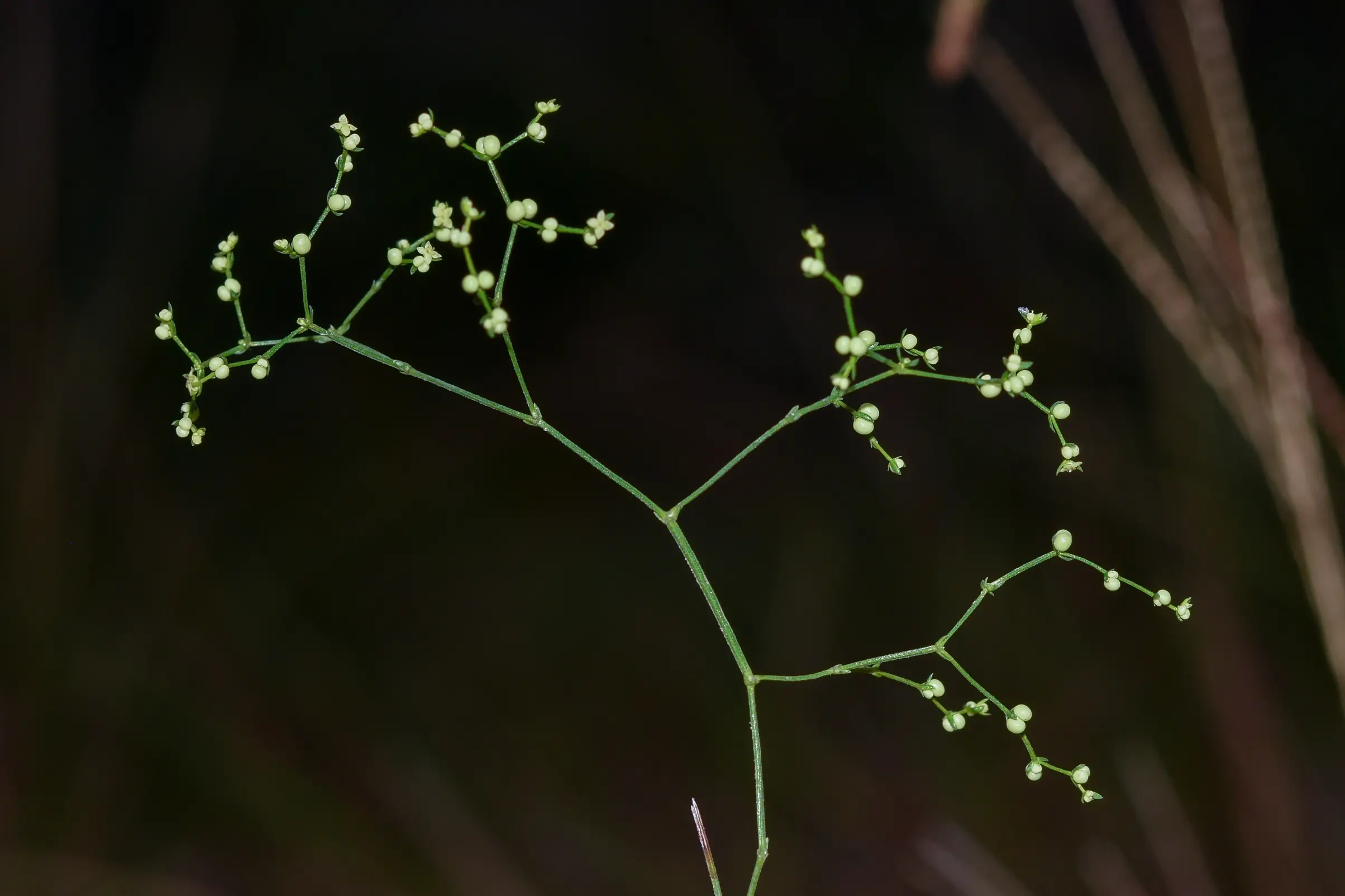 Trichogalium equisetoides (Cham. & Schltdl.) Kadereit & Schneew.