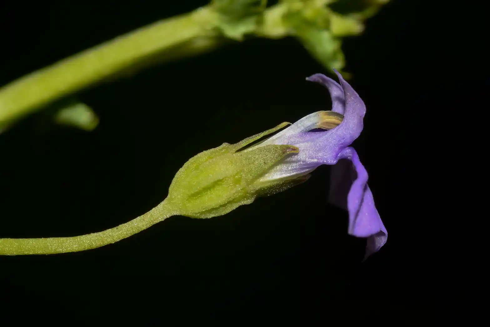 Lobelia nummularioides Cham.