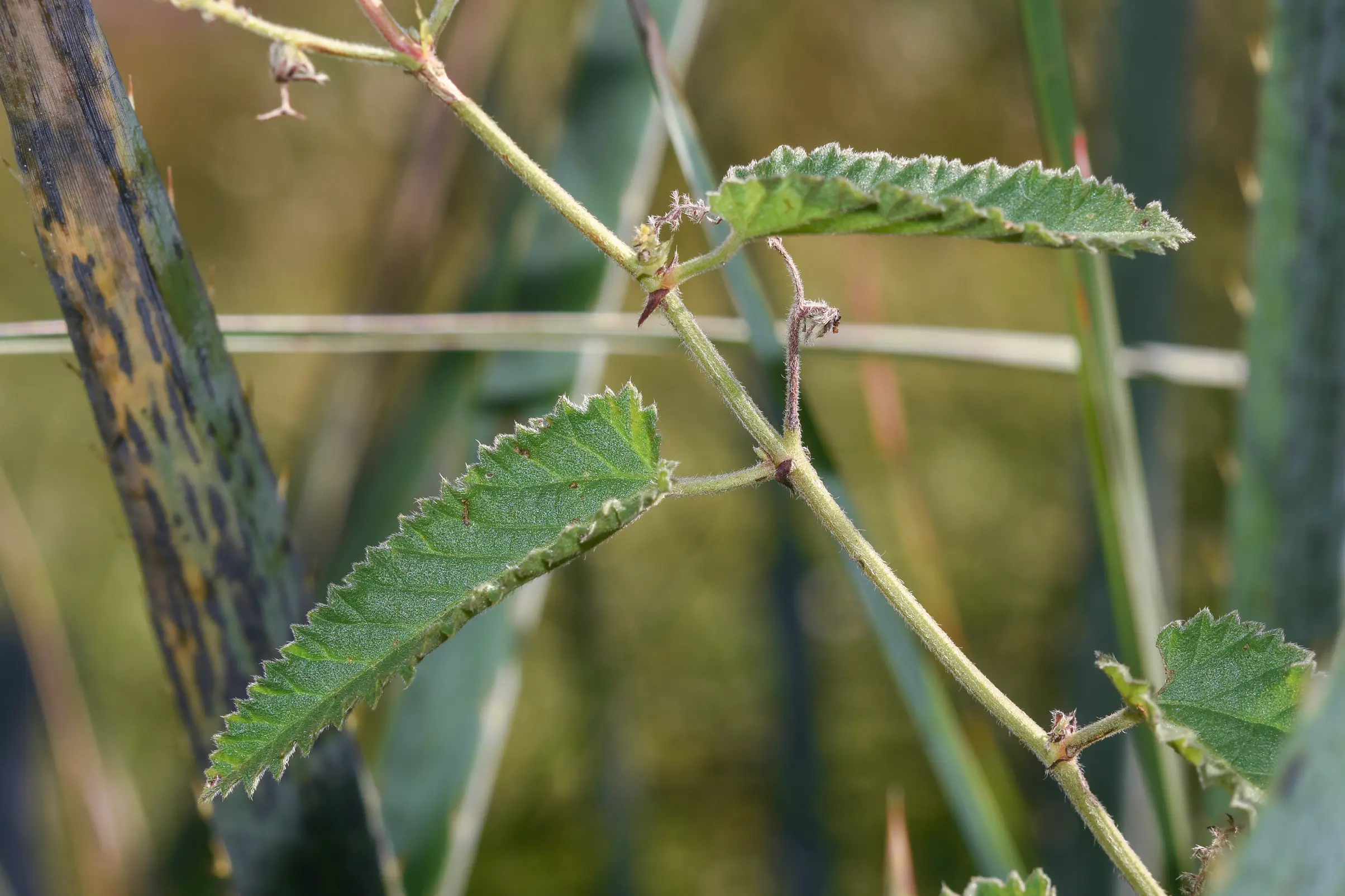 Tragia melochioides Griseb.