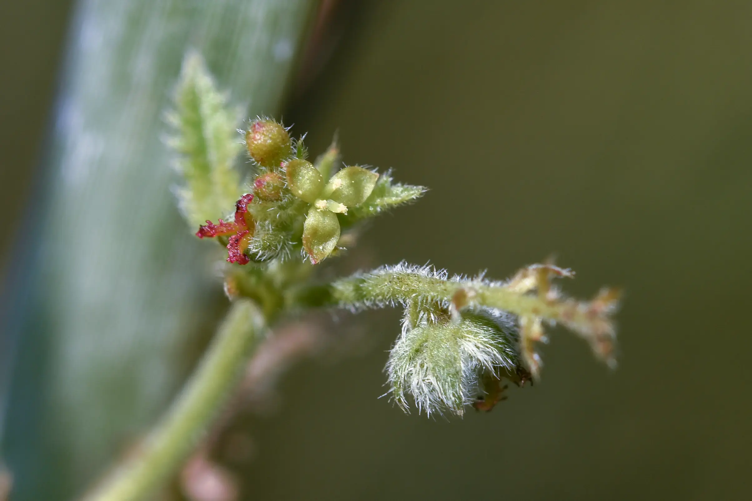 Tragia melochioides Griseb.