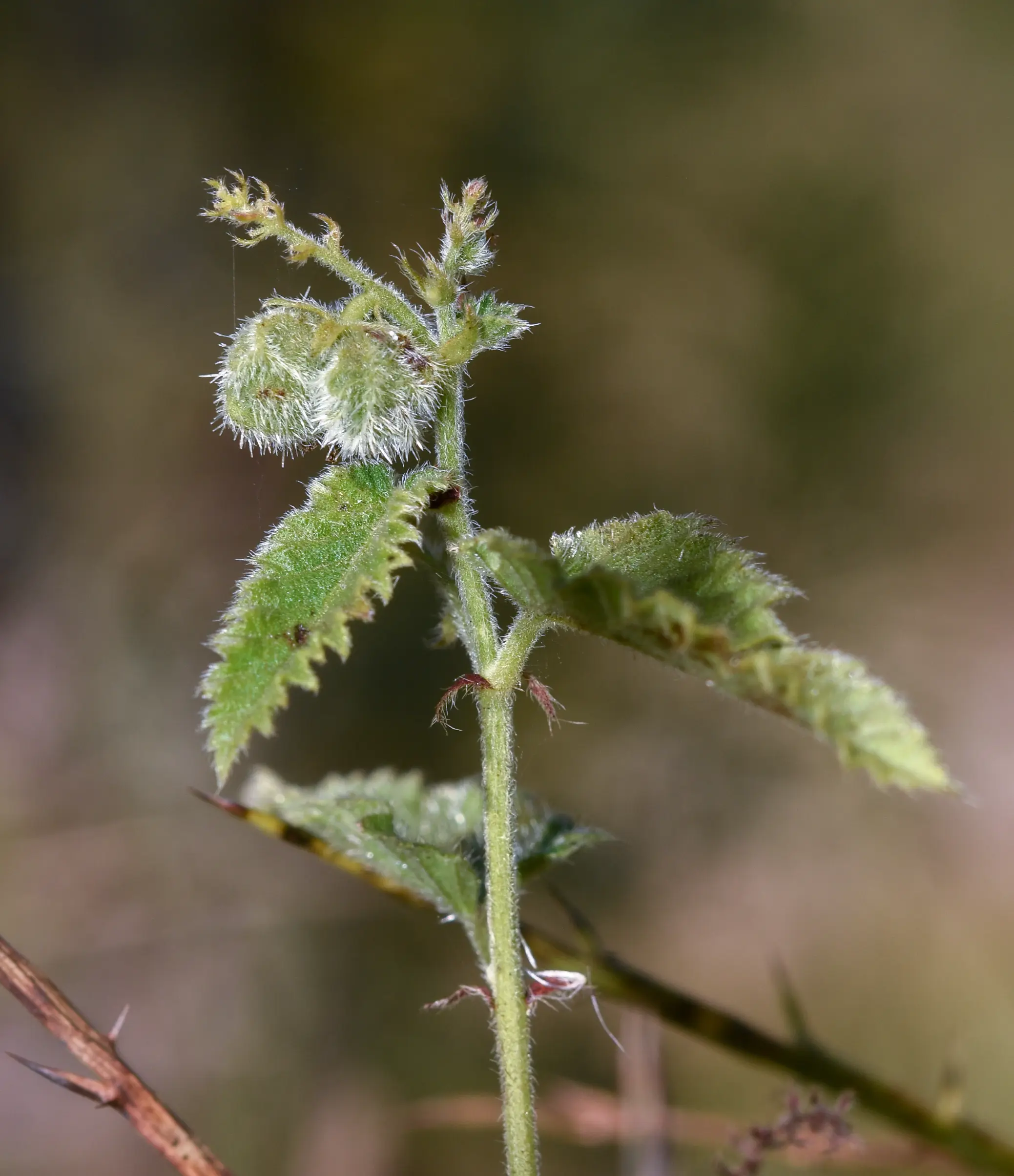 Tragia melochioides Griseb.