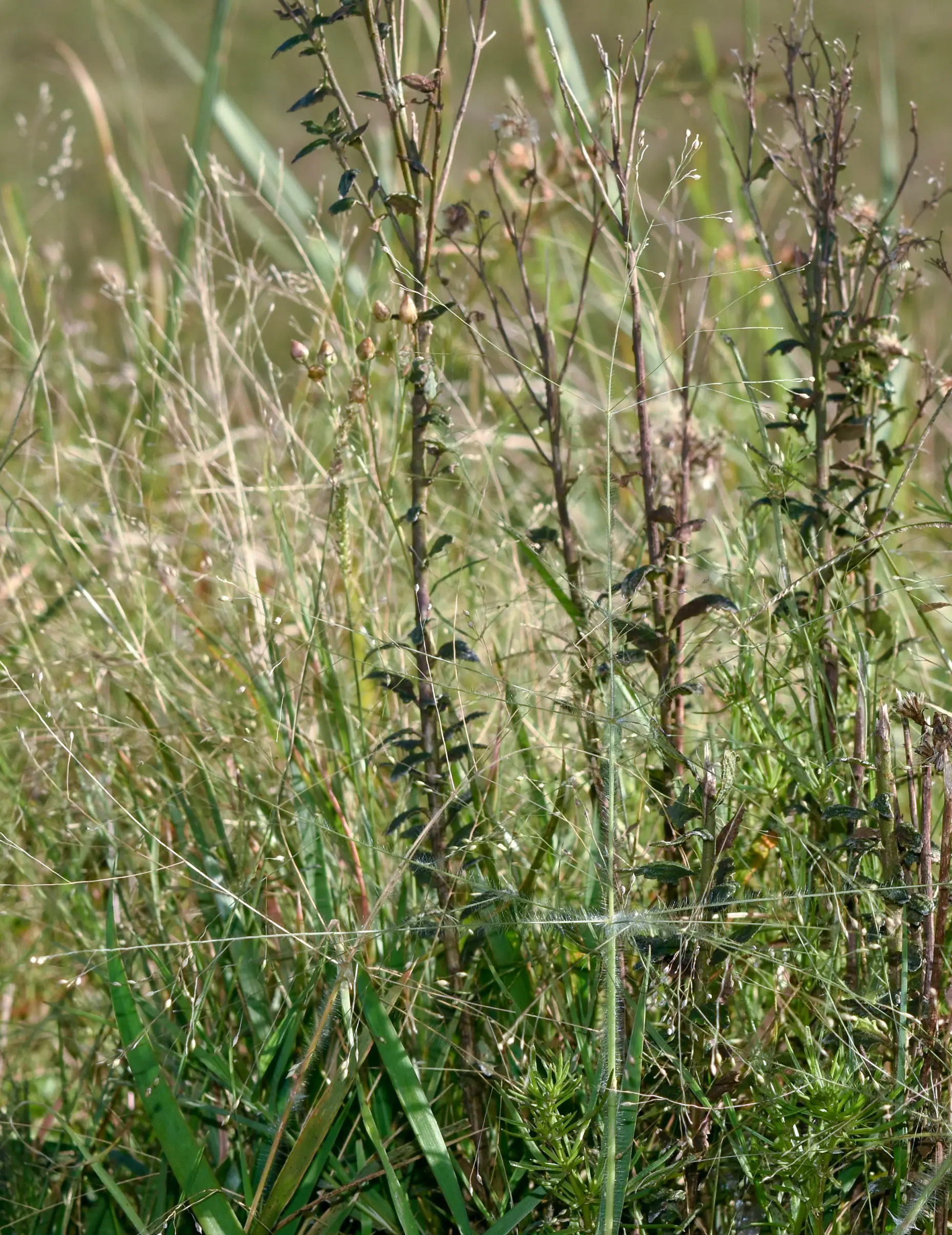 Panicum bergii var. pilosissimum Zuloaga