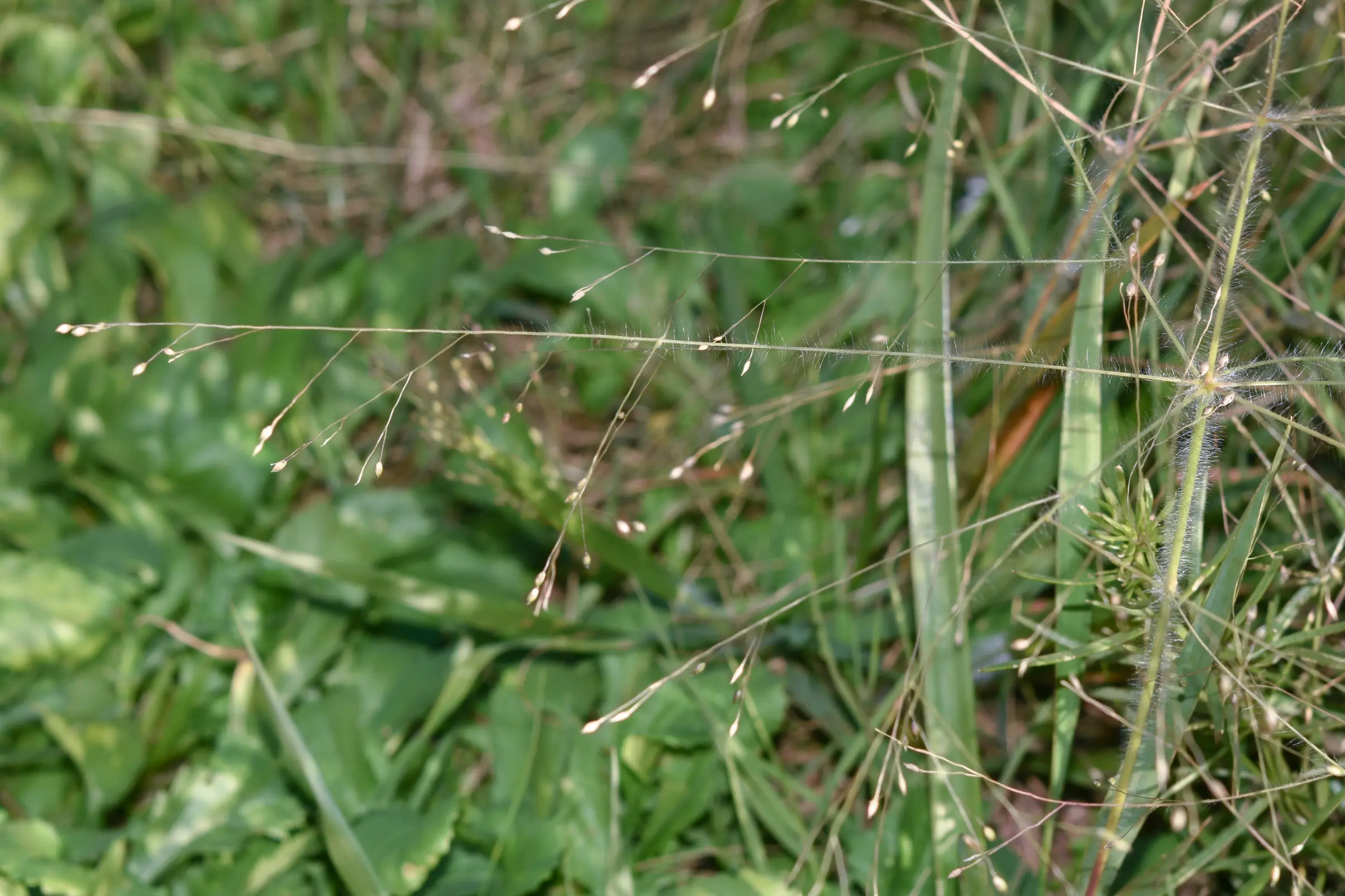 Panicum bergii var. pilosissimum Zuloaga