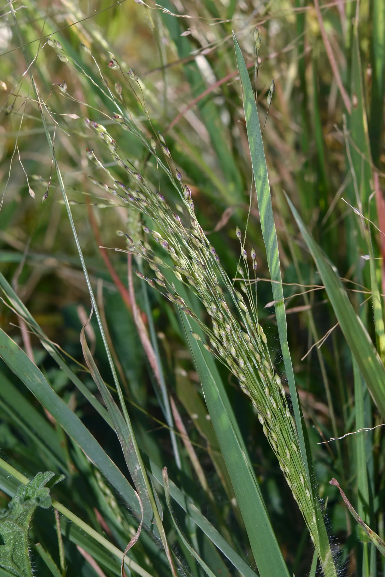 Panicum bergii var. pilosissimum Zuloaga