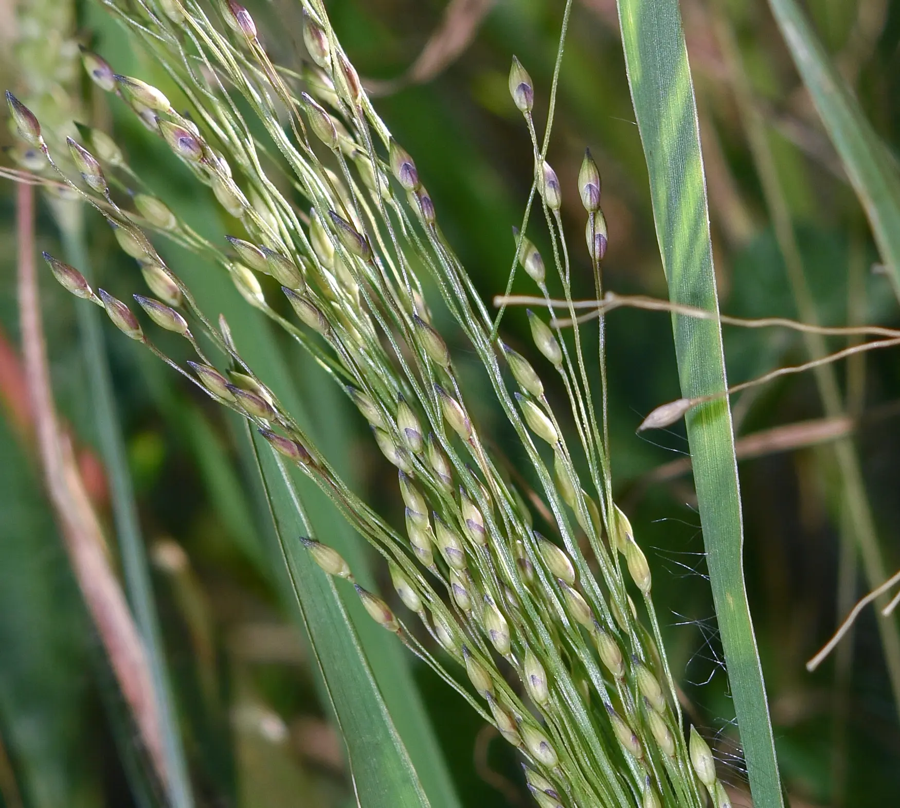 Panicum bergii var. pilosissimum Zuloaga