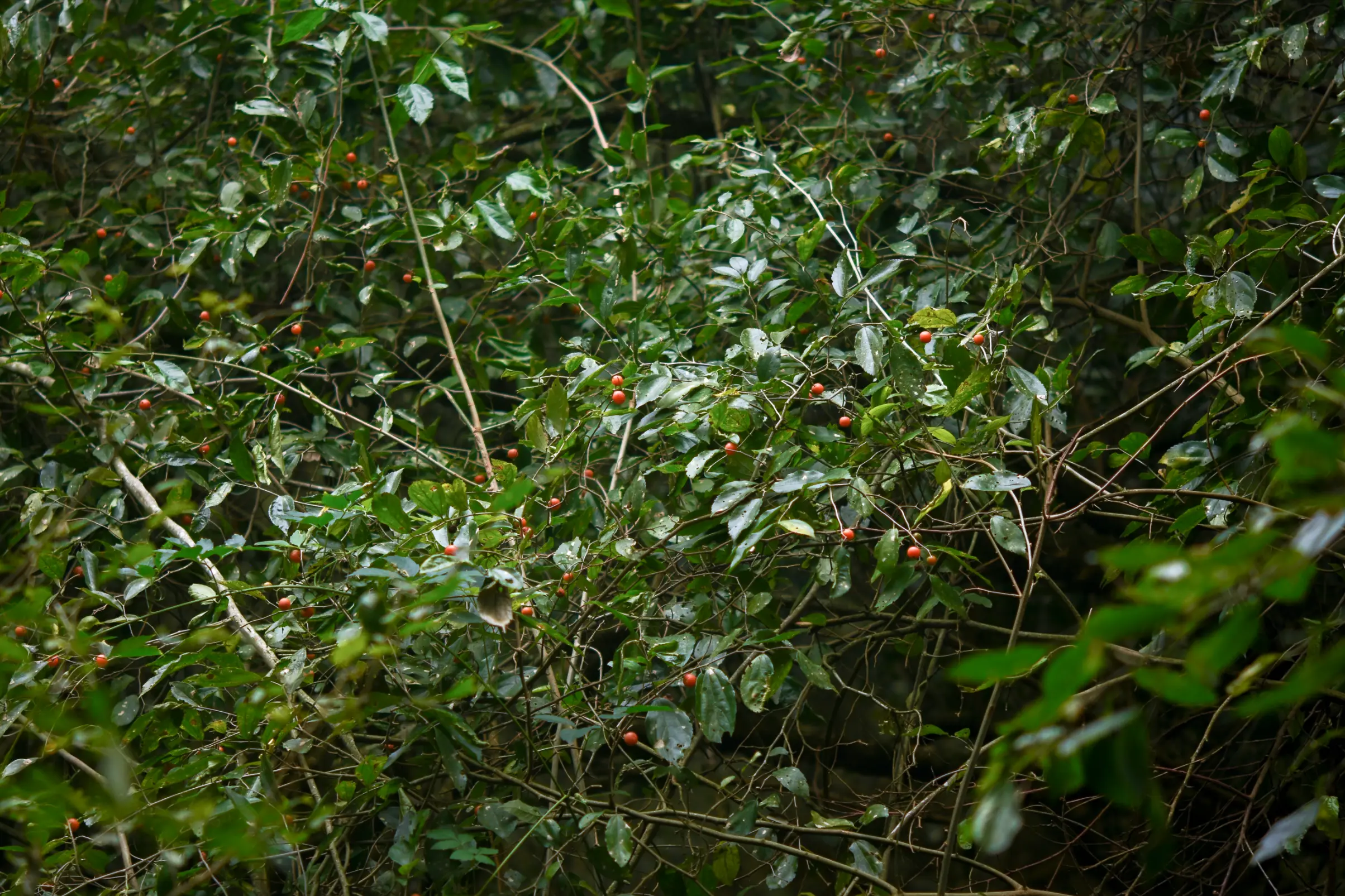 Celtis tarijensis (Wedd.) Zamengo, Chamorro & Oakley