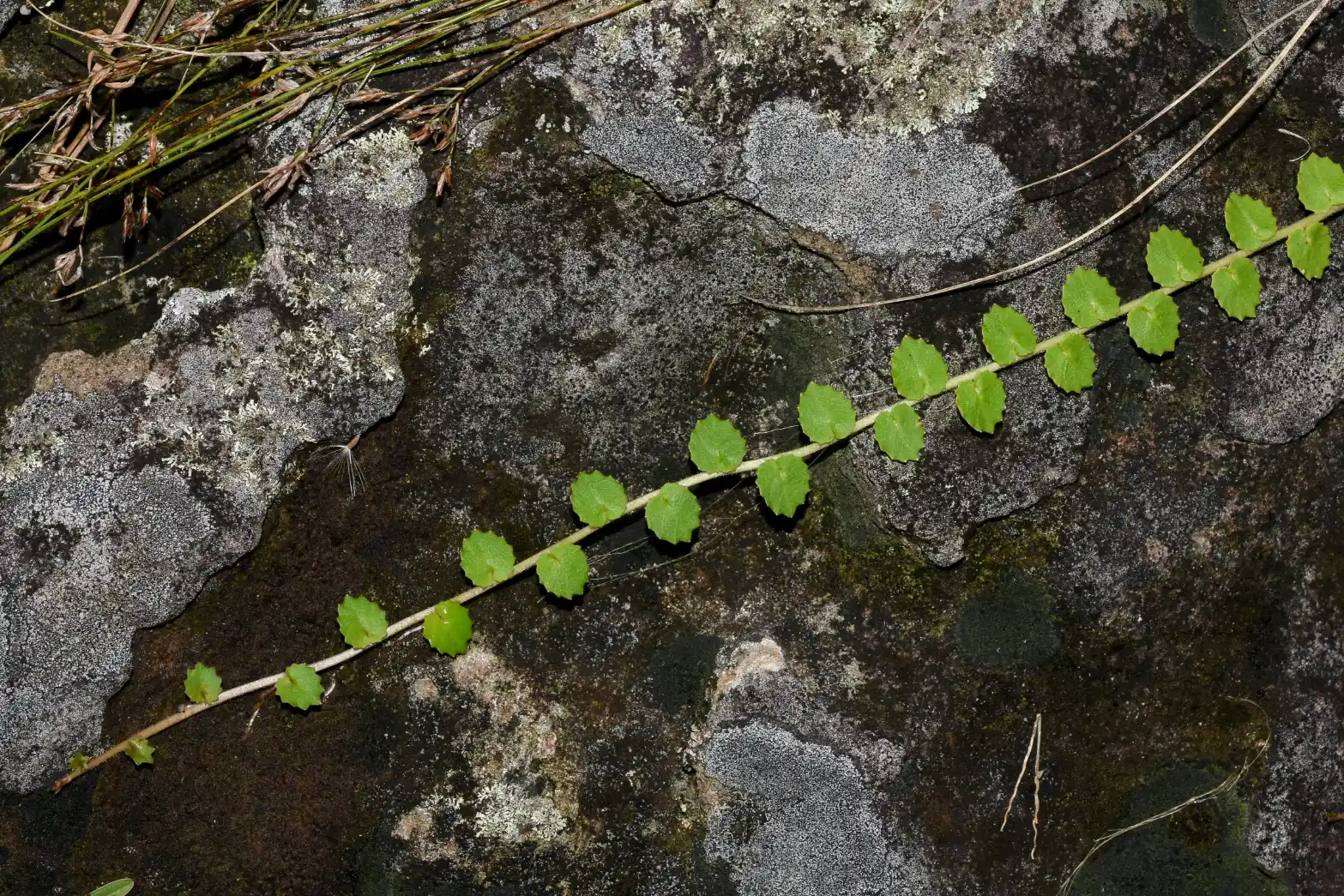 Lobelia nummularioides Cham.