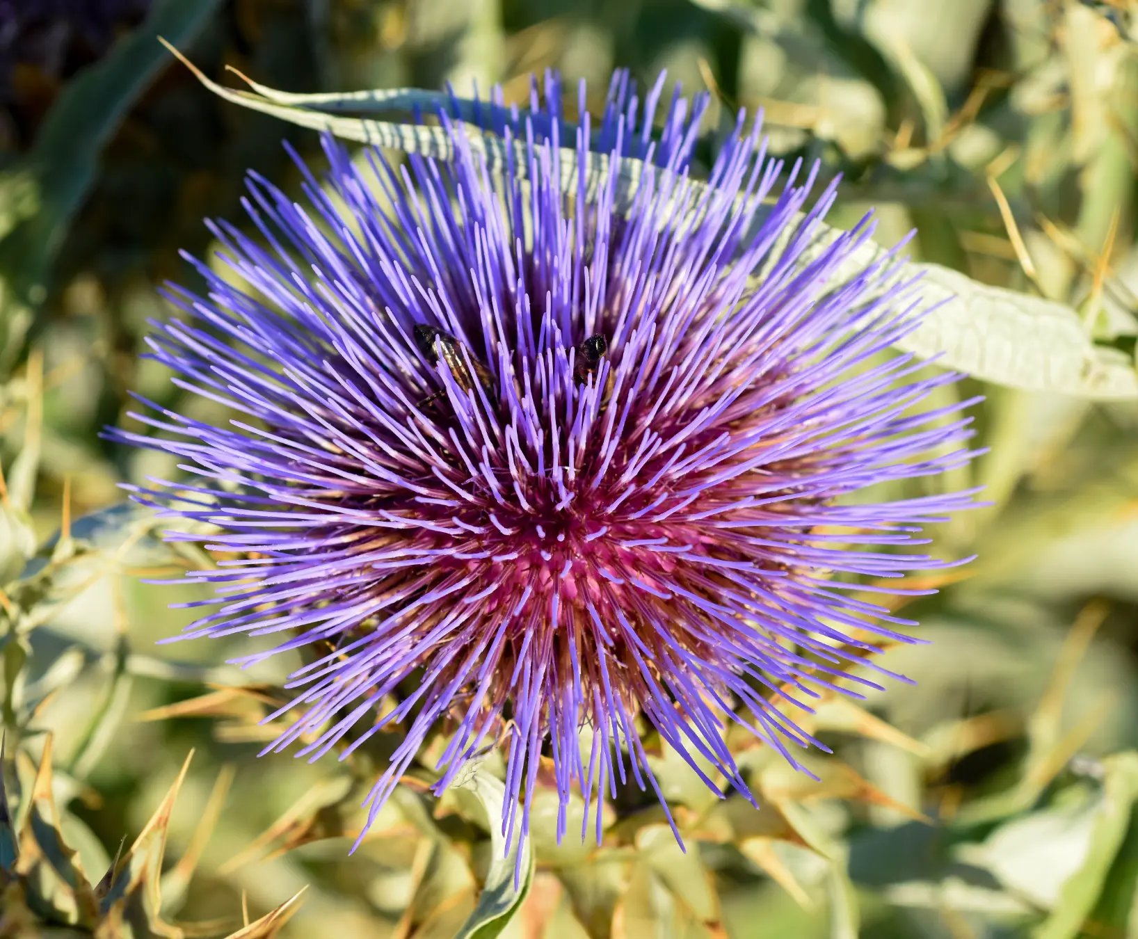 Cynara cardunculus L.