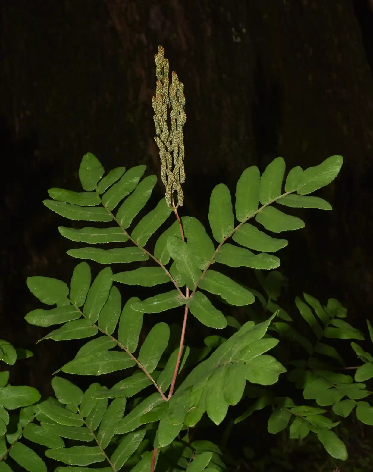 Osmunda spectabilis Willd.