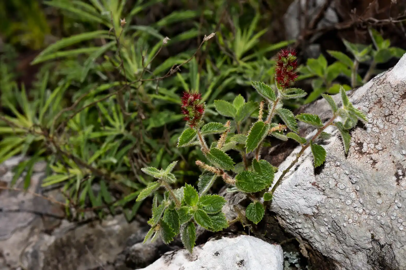 Acalypha senilis Baill.