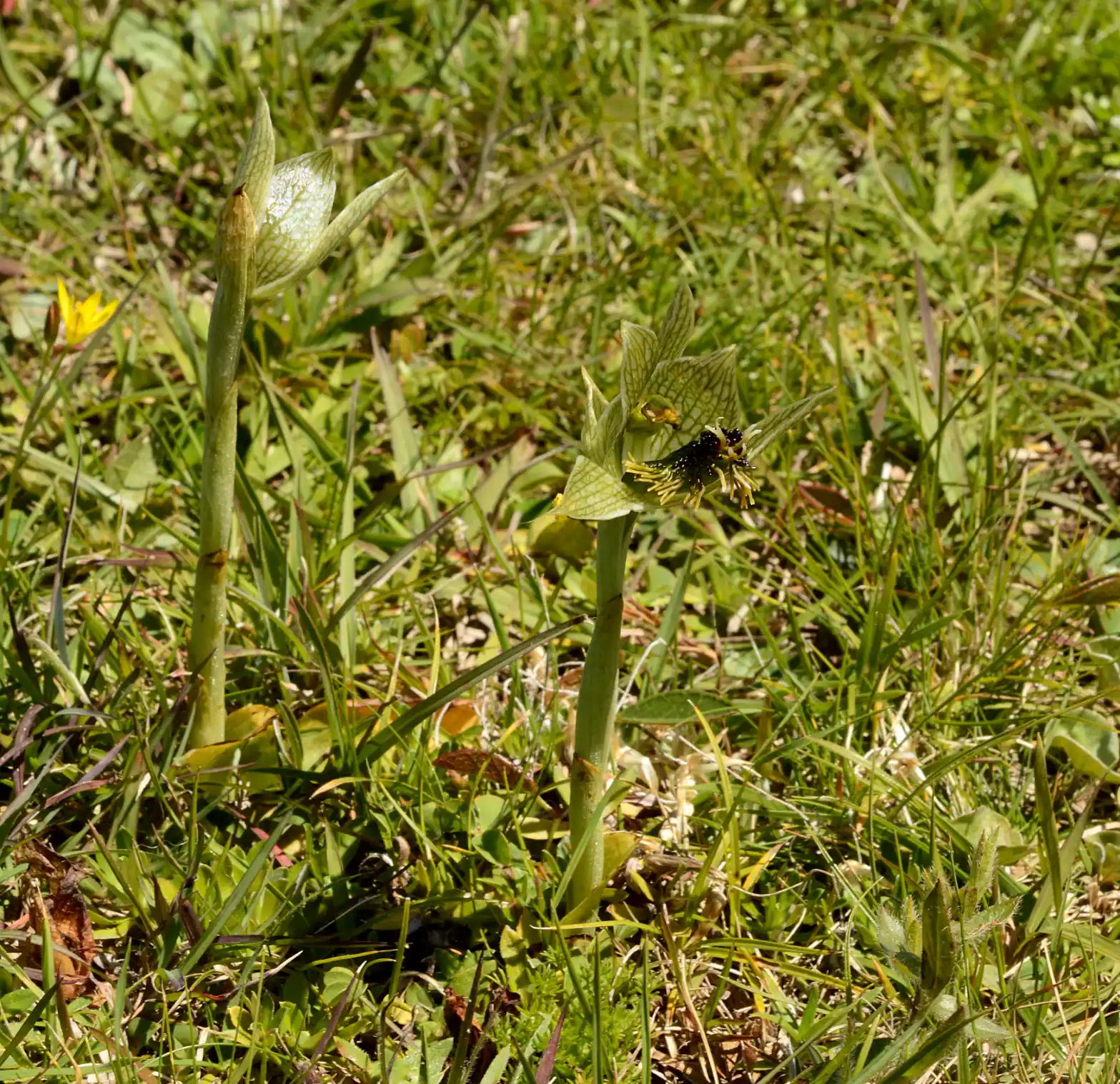 Bipinnula penicillata (Rchb.f.) Cisternas & Salazar