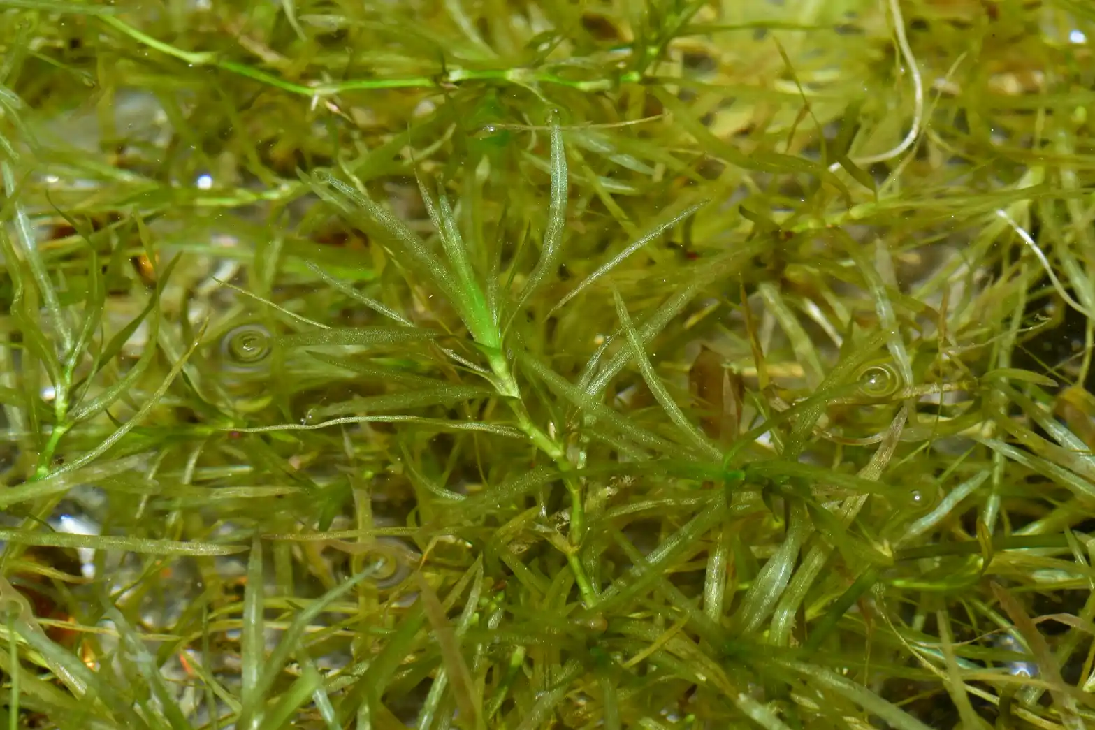 Najas guadalupensis (Spreng.) Magnus