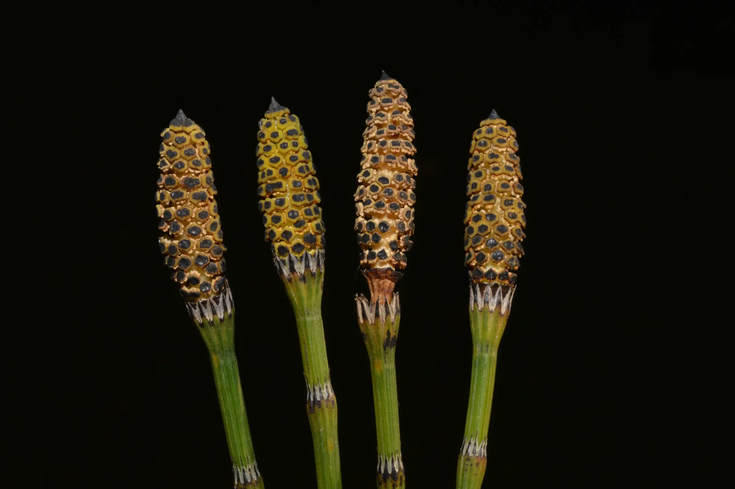 Equisetum giganteum L.