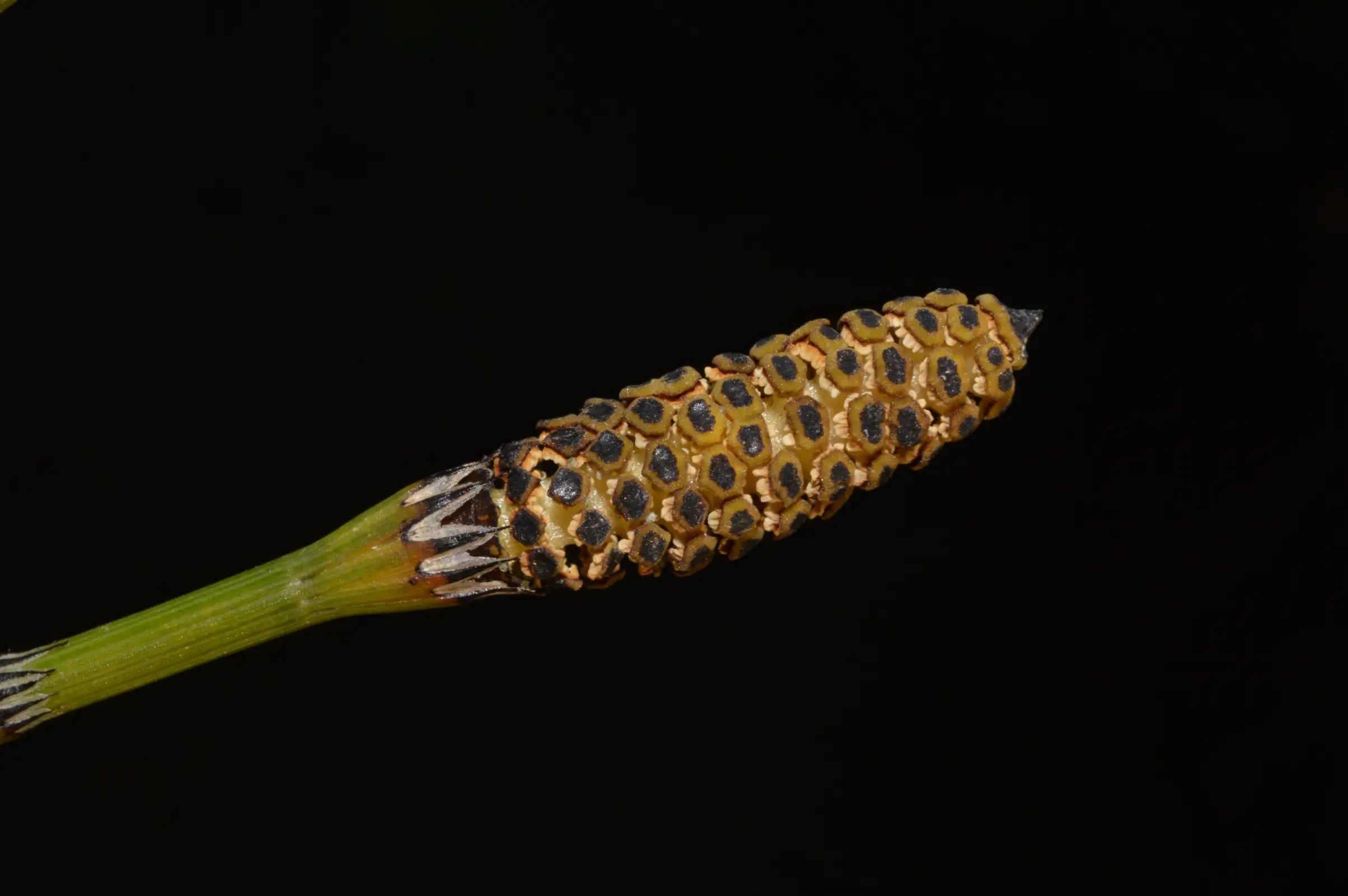 Equisetum giganteum L.
