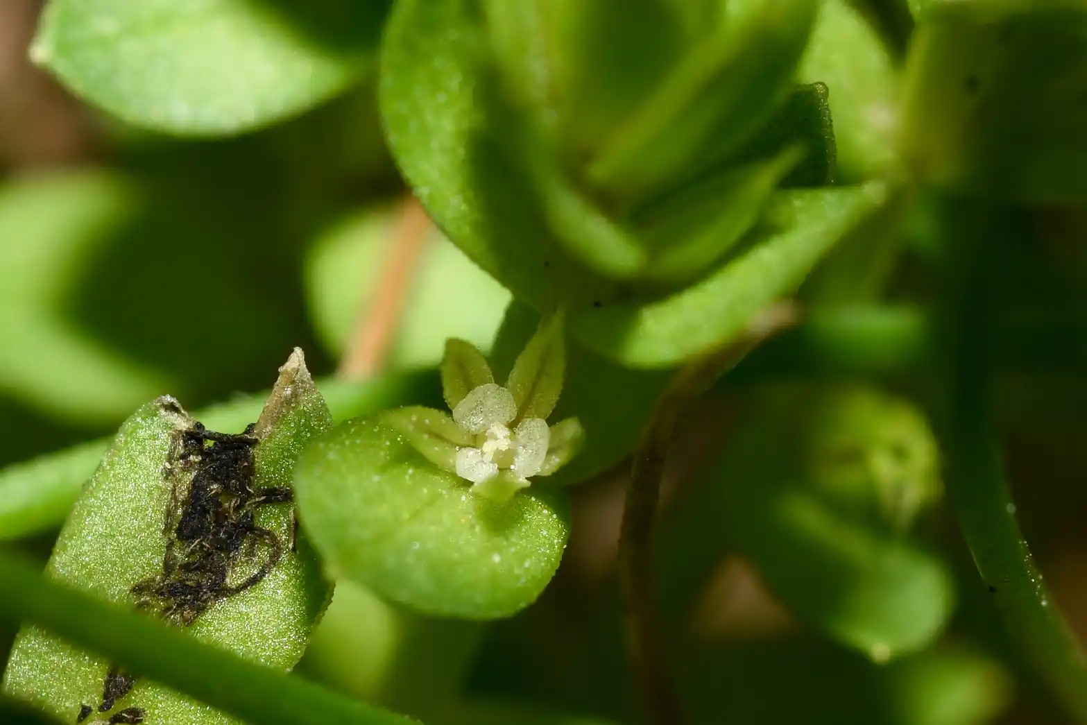 Lysimachia verna (A.St.-Hil.) U.Manns & Anderb.