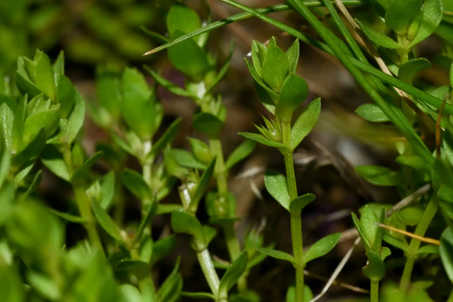 Lysimachia verna (A.St.-Hil.) U.Manns & Anderb.