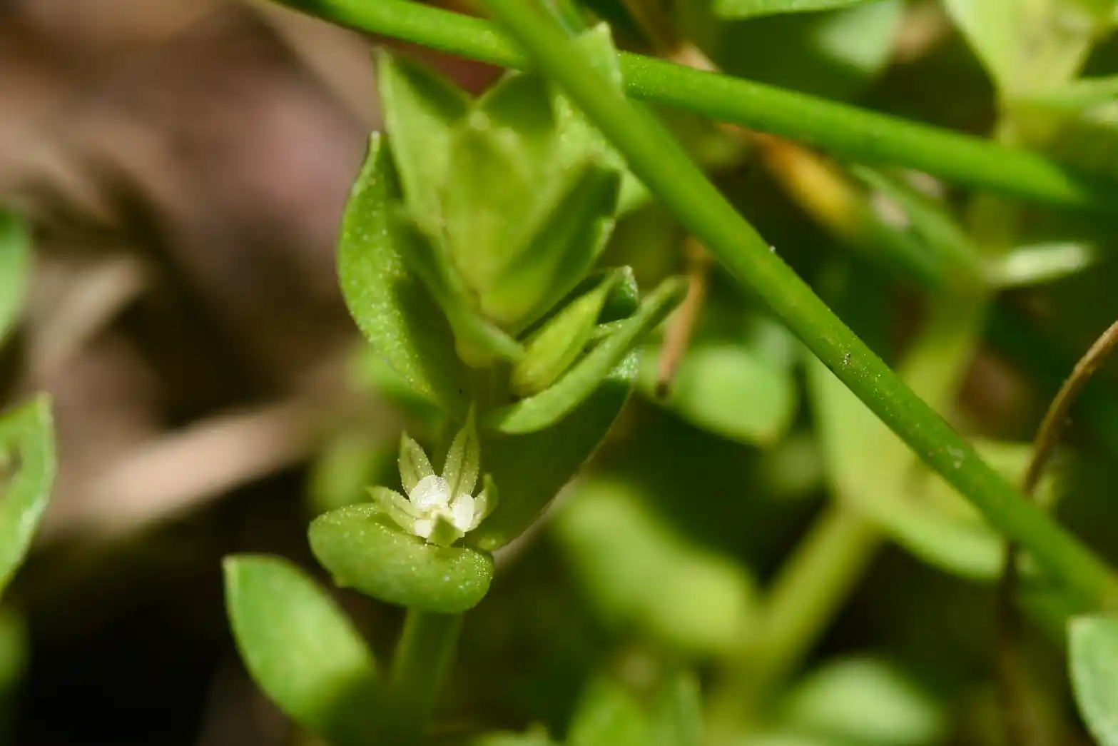Lysimachia verna (A.St.-Hil.) U.Manns & Anderb.