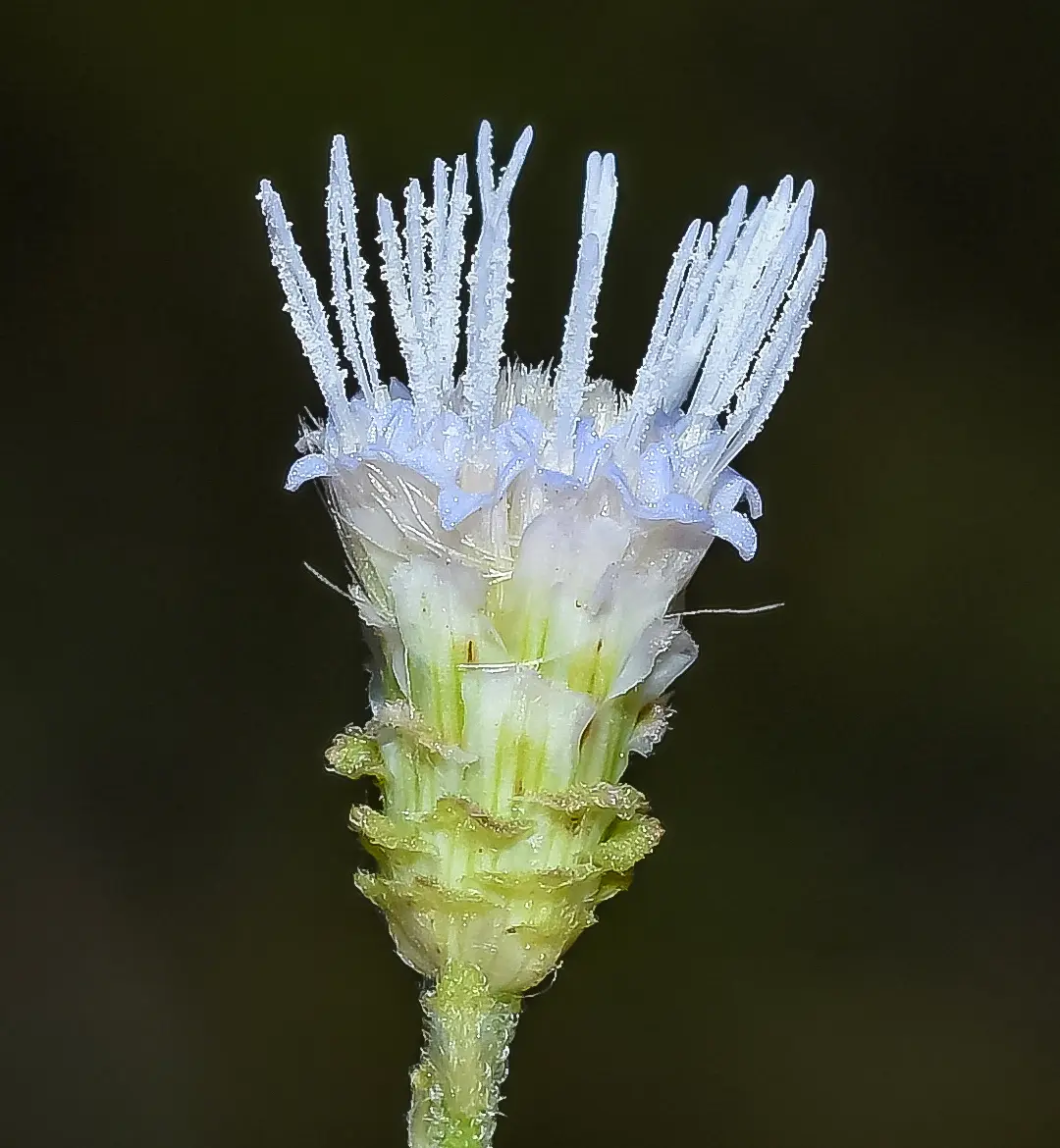 Chromolaena ivifolia (L.) R.M.King & H.Rob.
