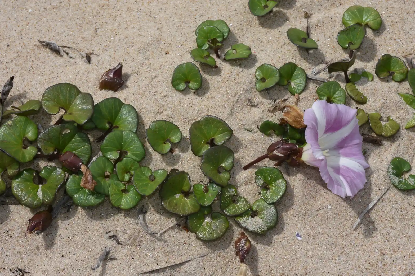 Convolvulus soldanella L.