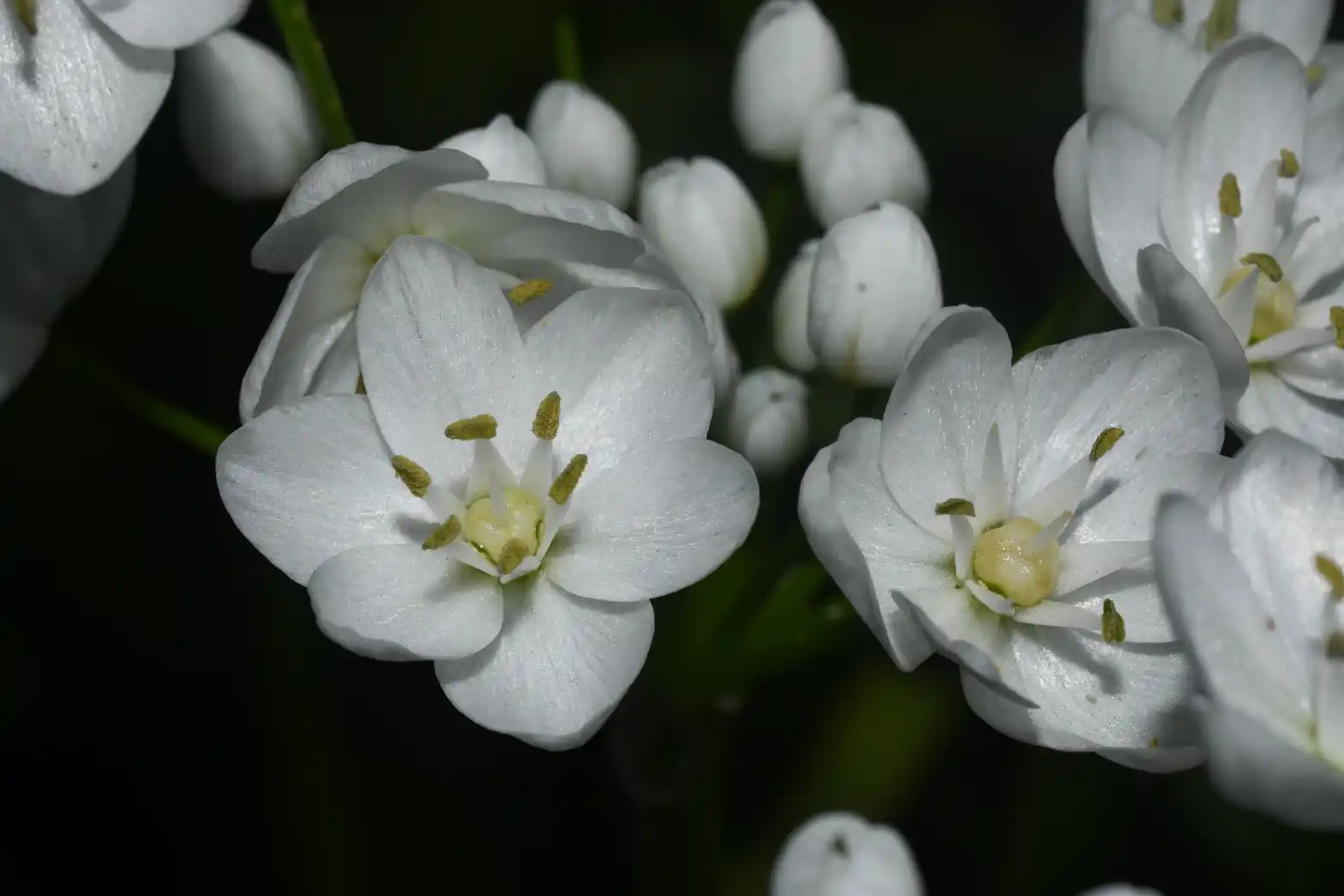 Allium neapolitanum Cirillo