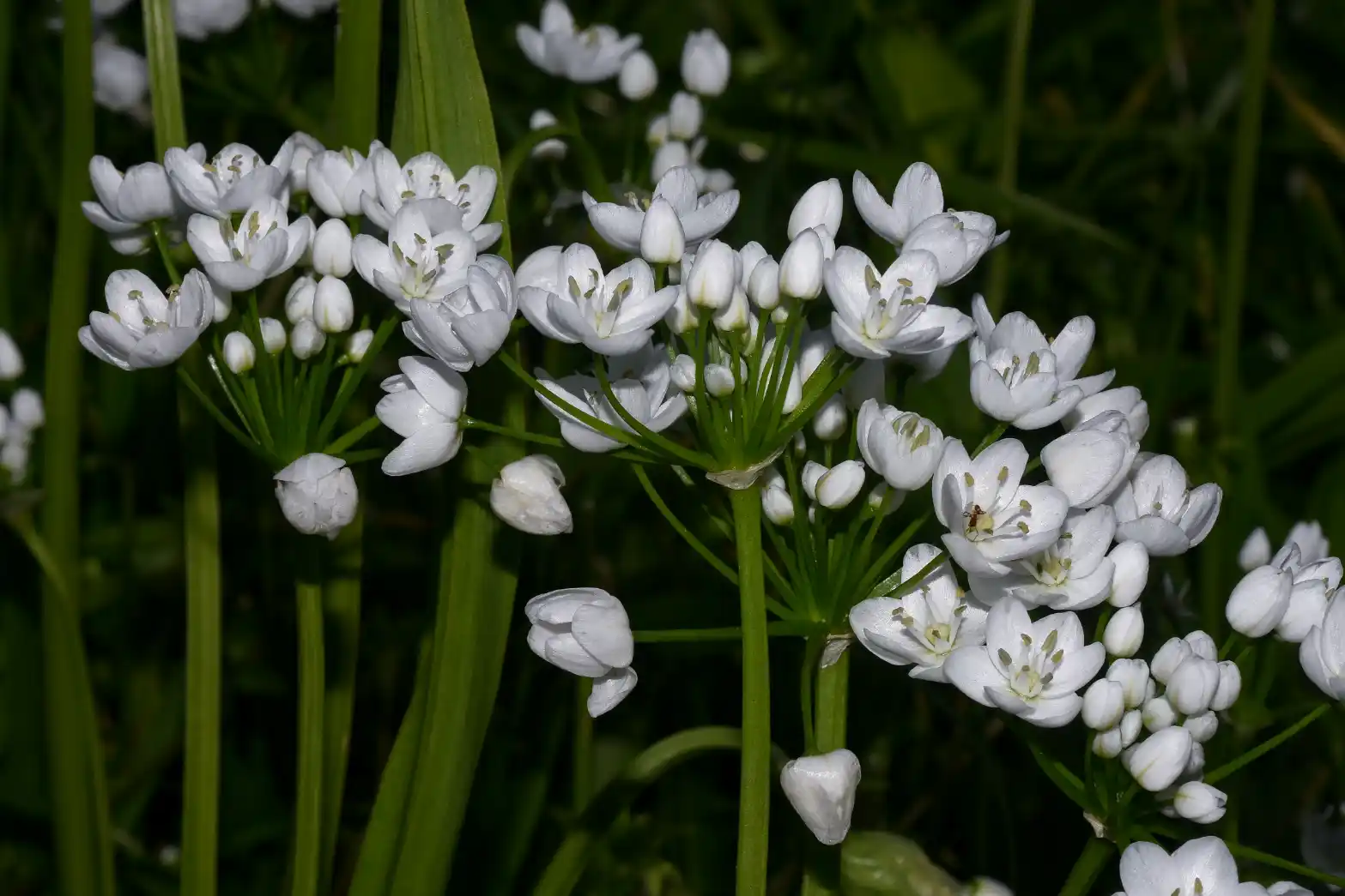 Allium neapolitanum Cirillo