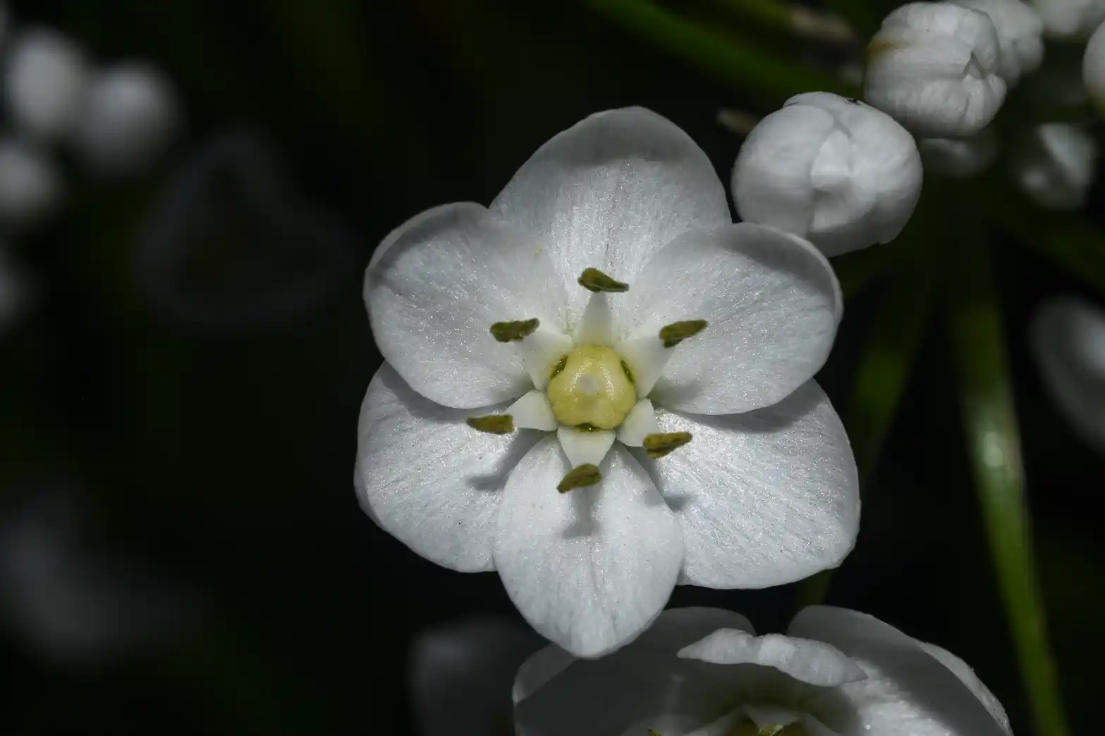 Allium neapolitanum Cirillo