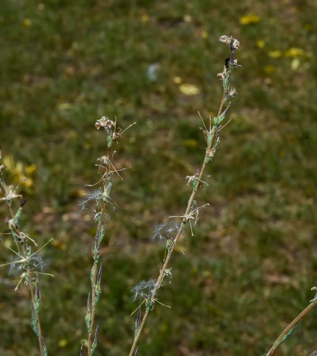 Lactuca saligna L.
