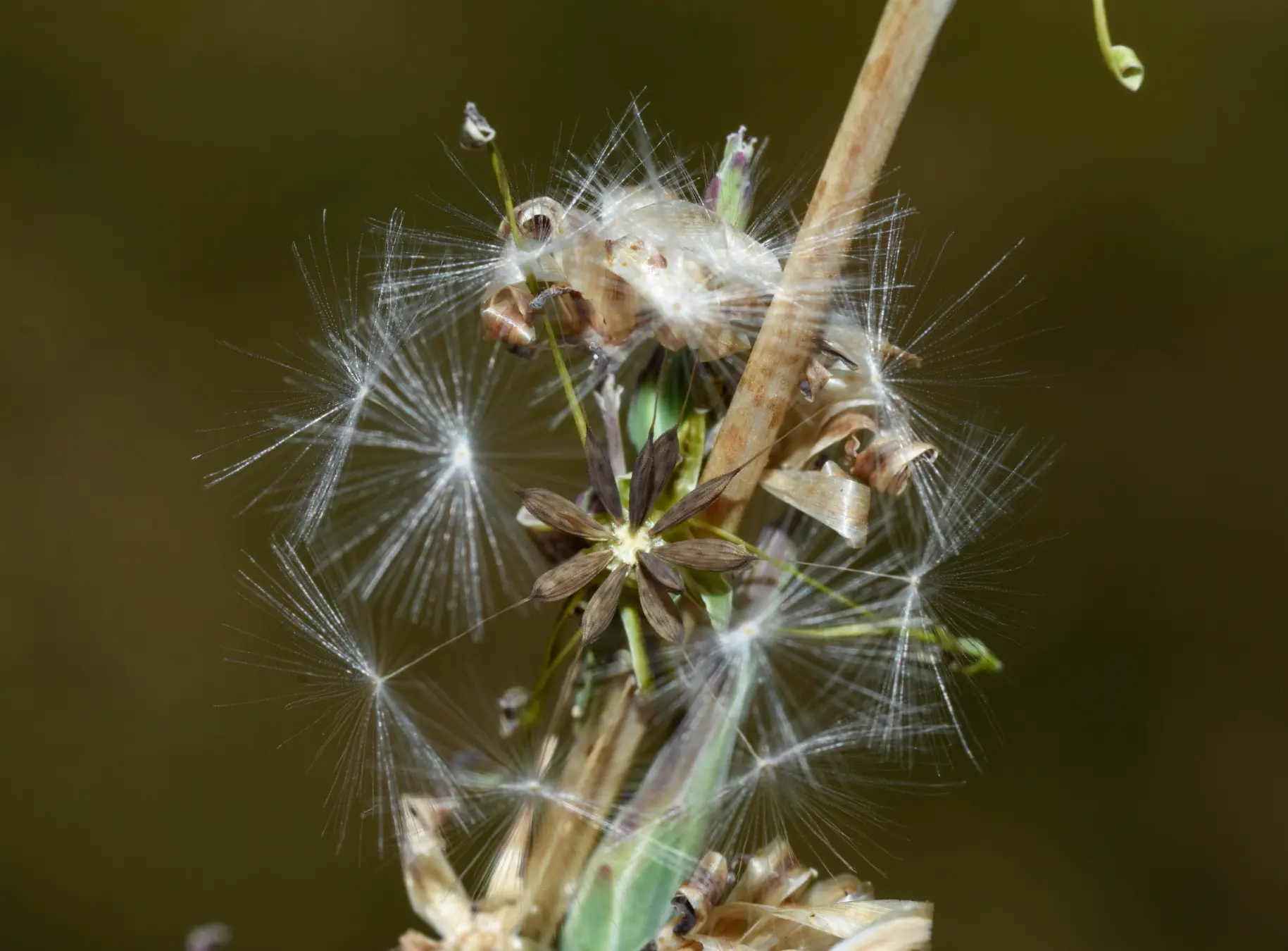 Lactuca saligna L.