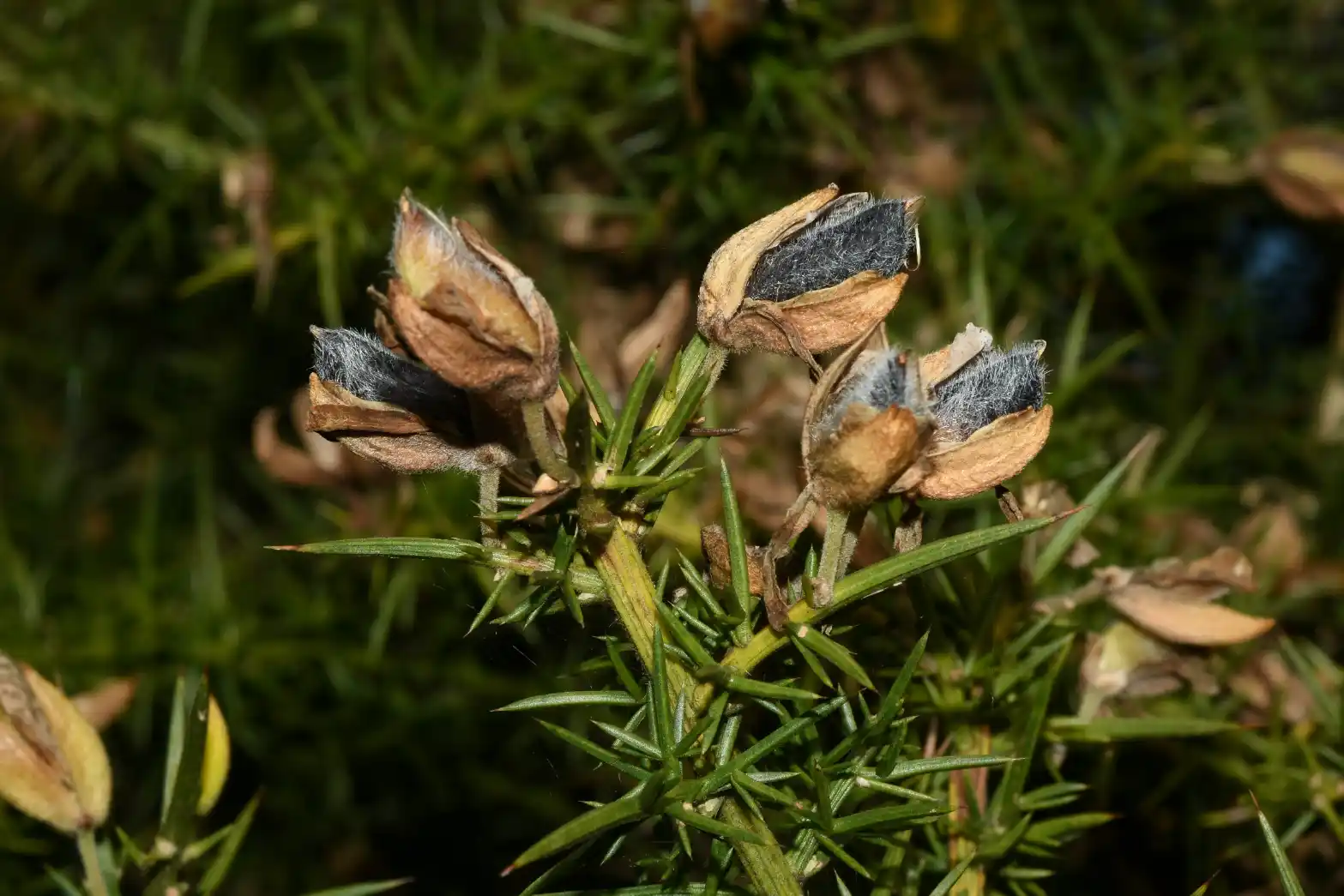 Ulex europaeus L.
