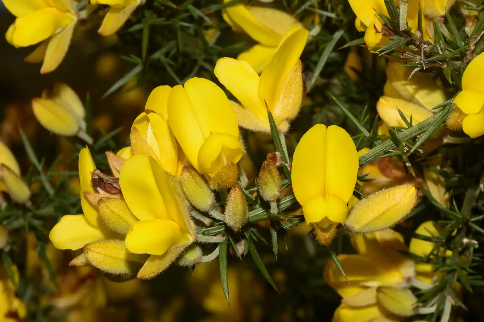 Ulex europaeus L.