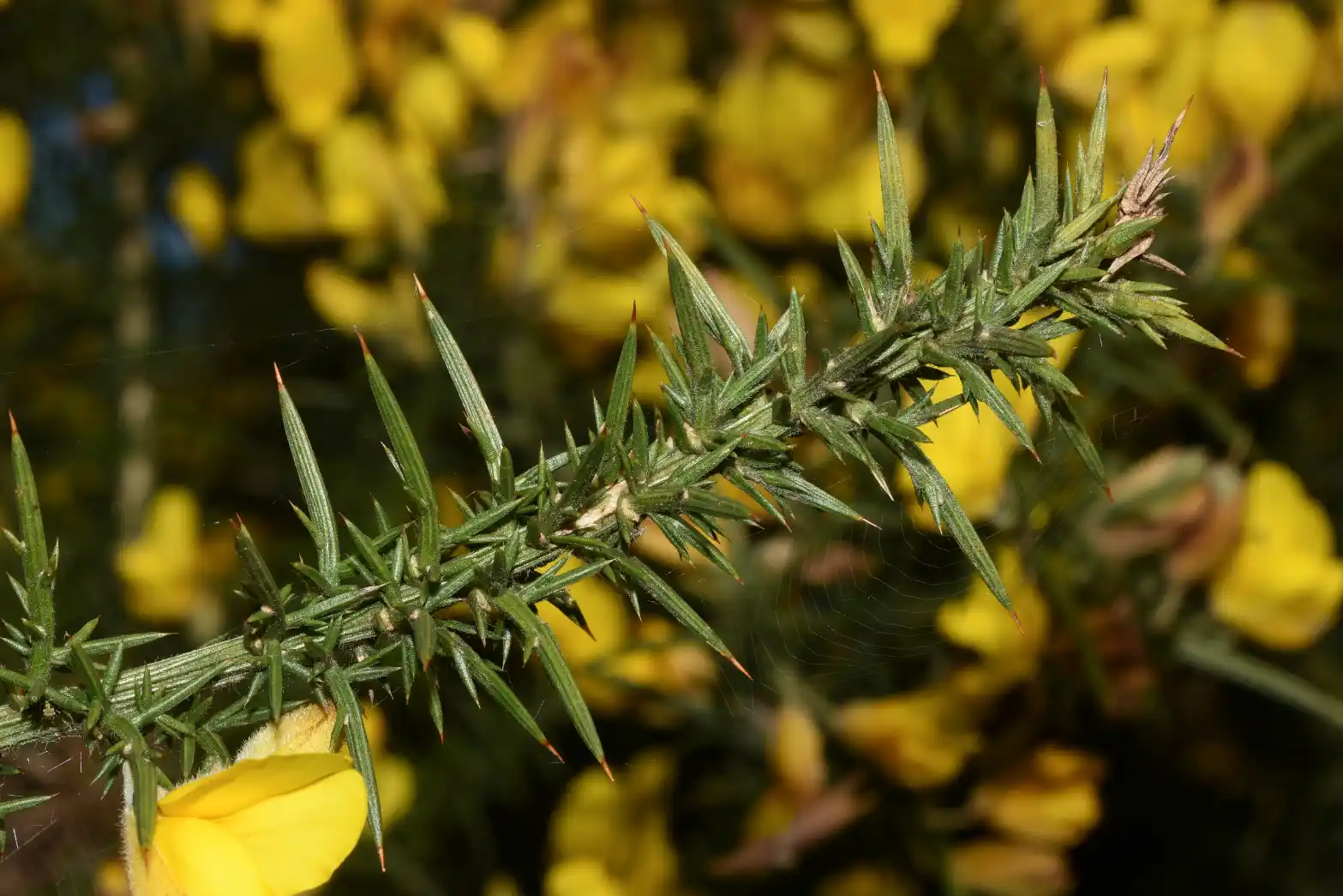 Ulex europaeus L.