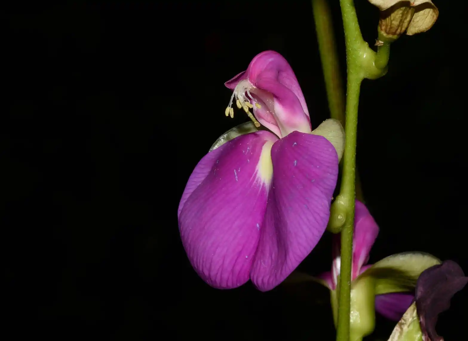 Canavalia bonariensis Lindl.