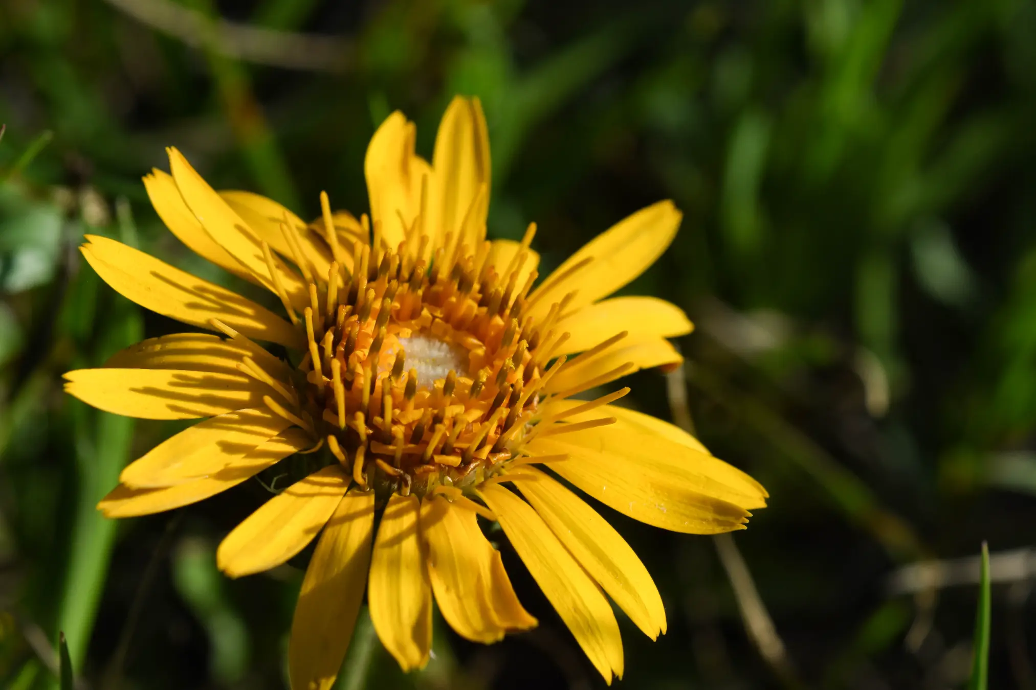 Trichocline humilis Less.