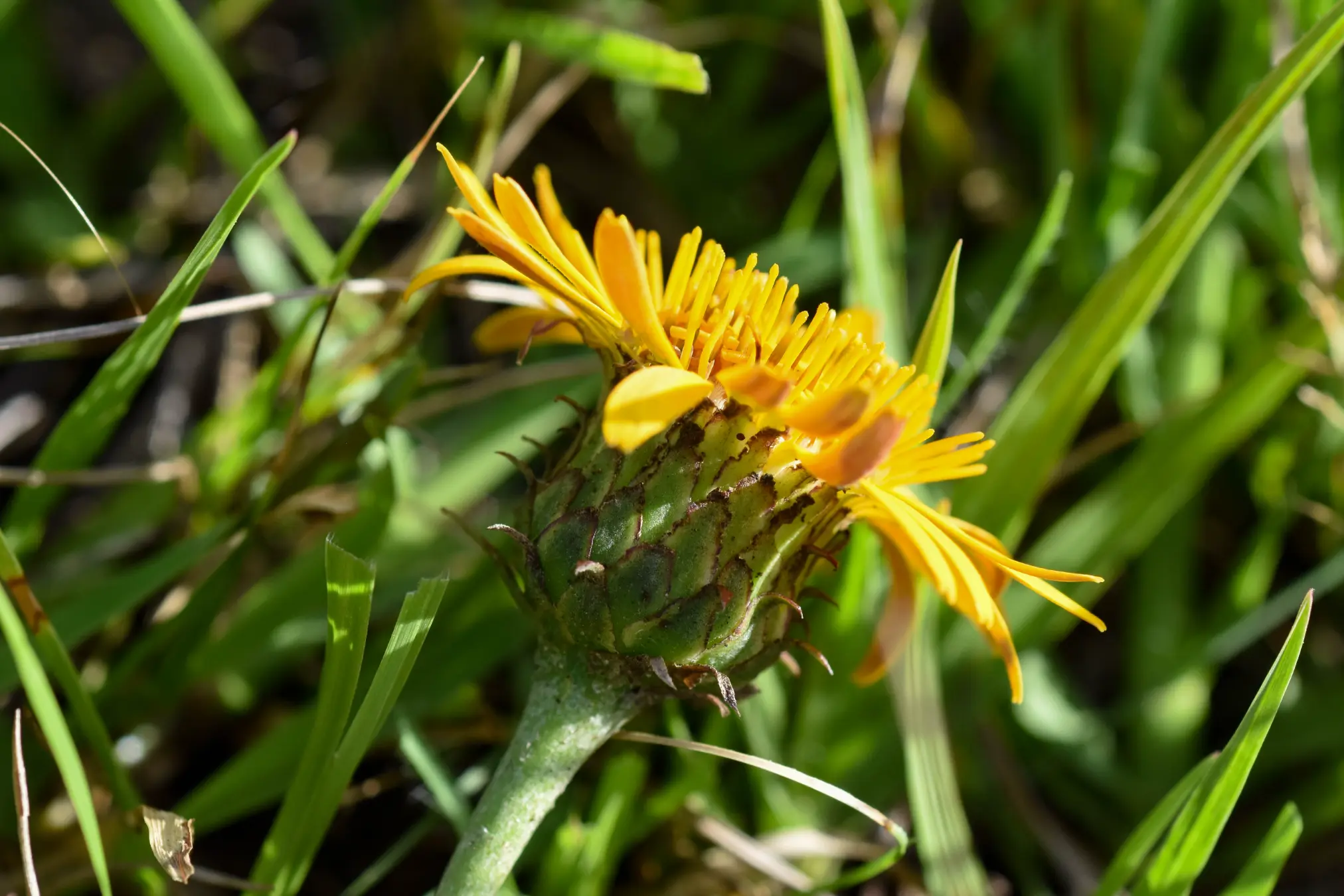 Trichocline humilis Less.