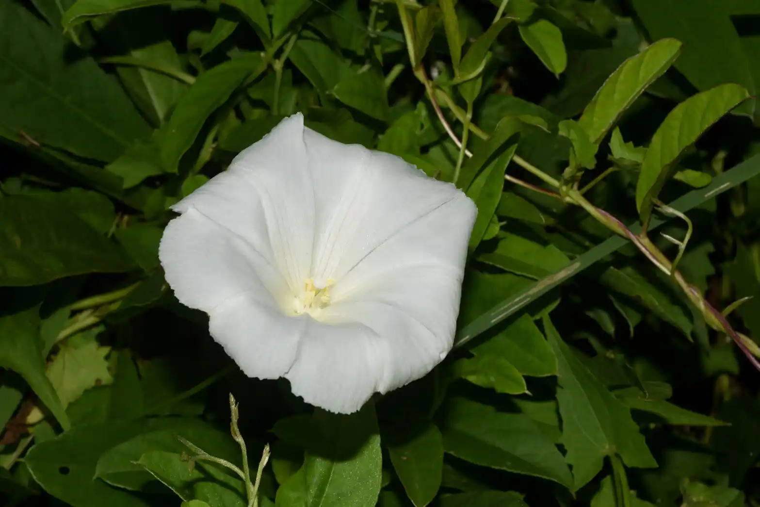 Aniseia argentina (N.E.Br.) O'Donell