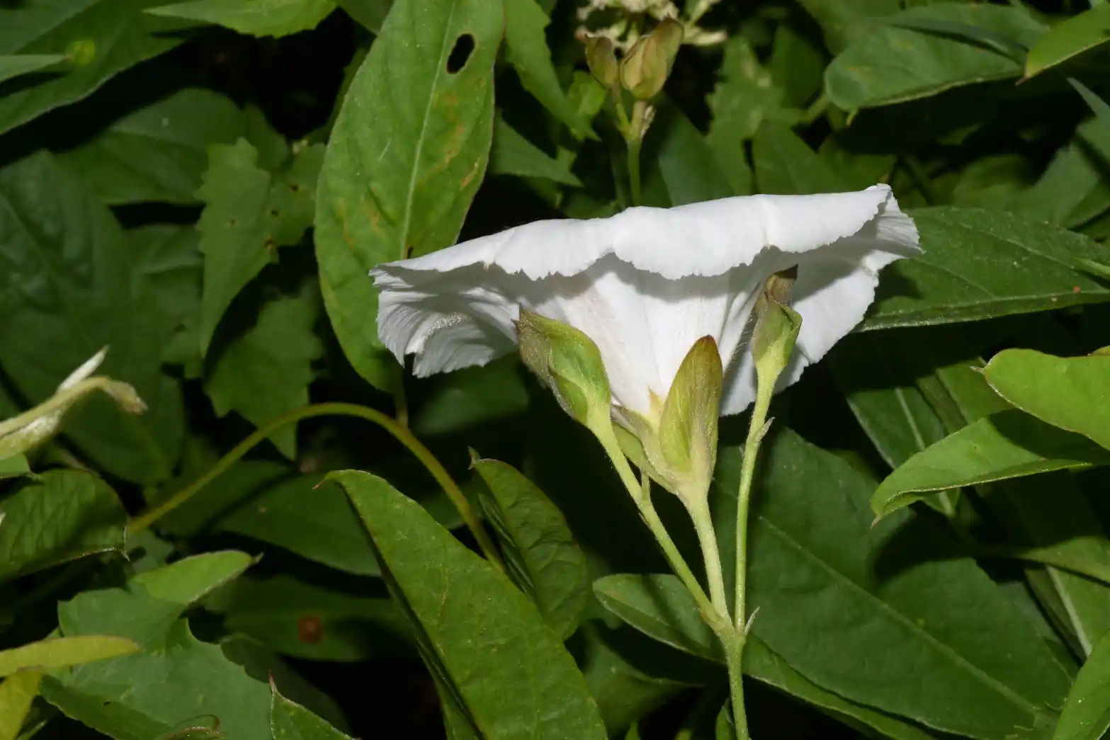 Aniseia argentina (N.E.Br.) O'Donell