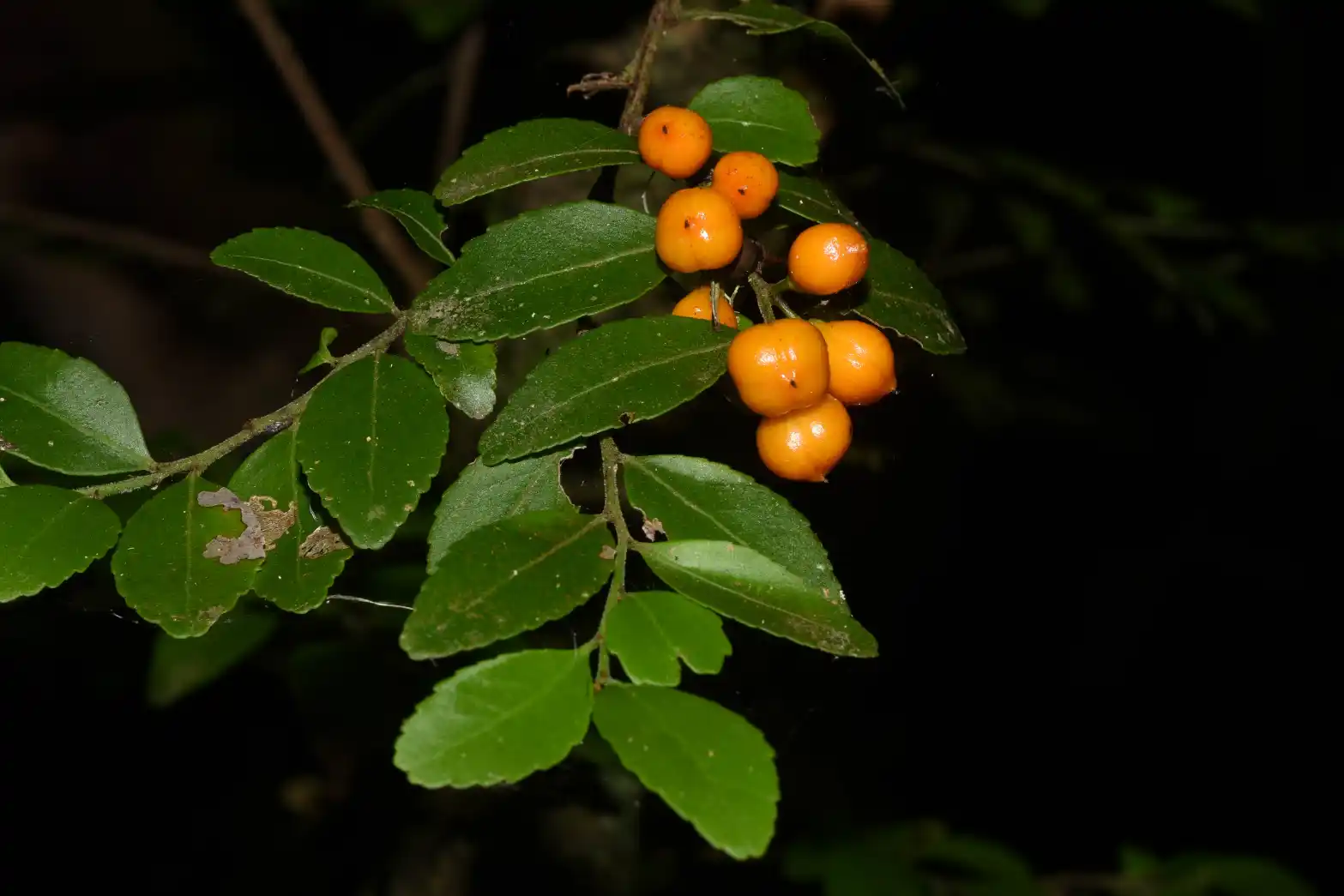 Monteverdia dasyclados (Mart.) Biral